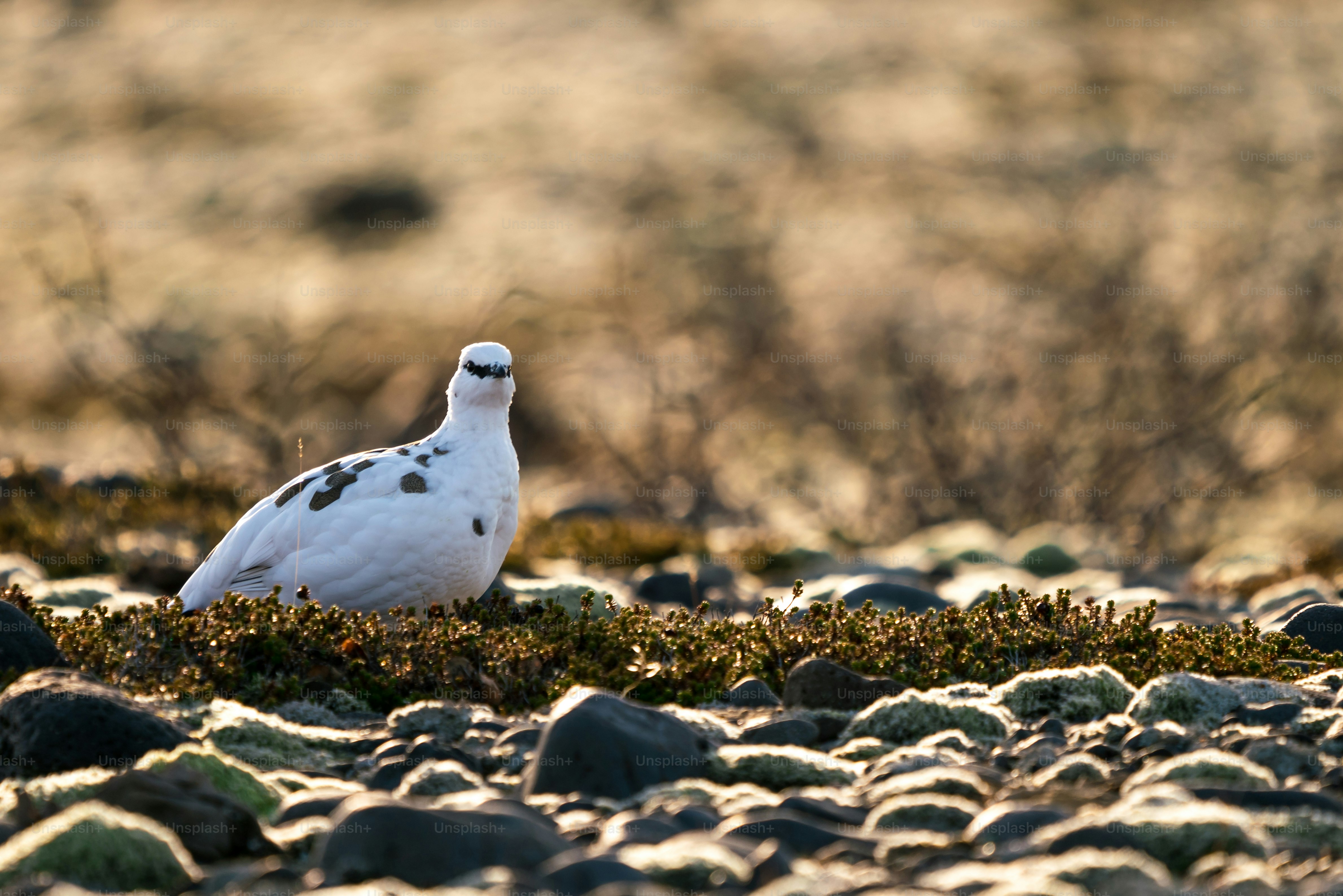 Rock ptarmigan on mossy ground - Photo on Unsplash+