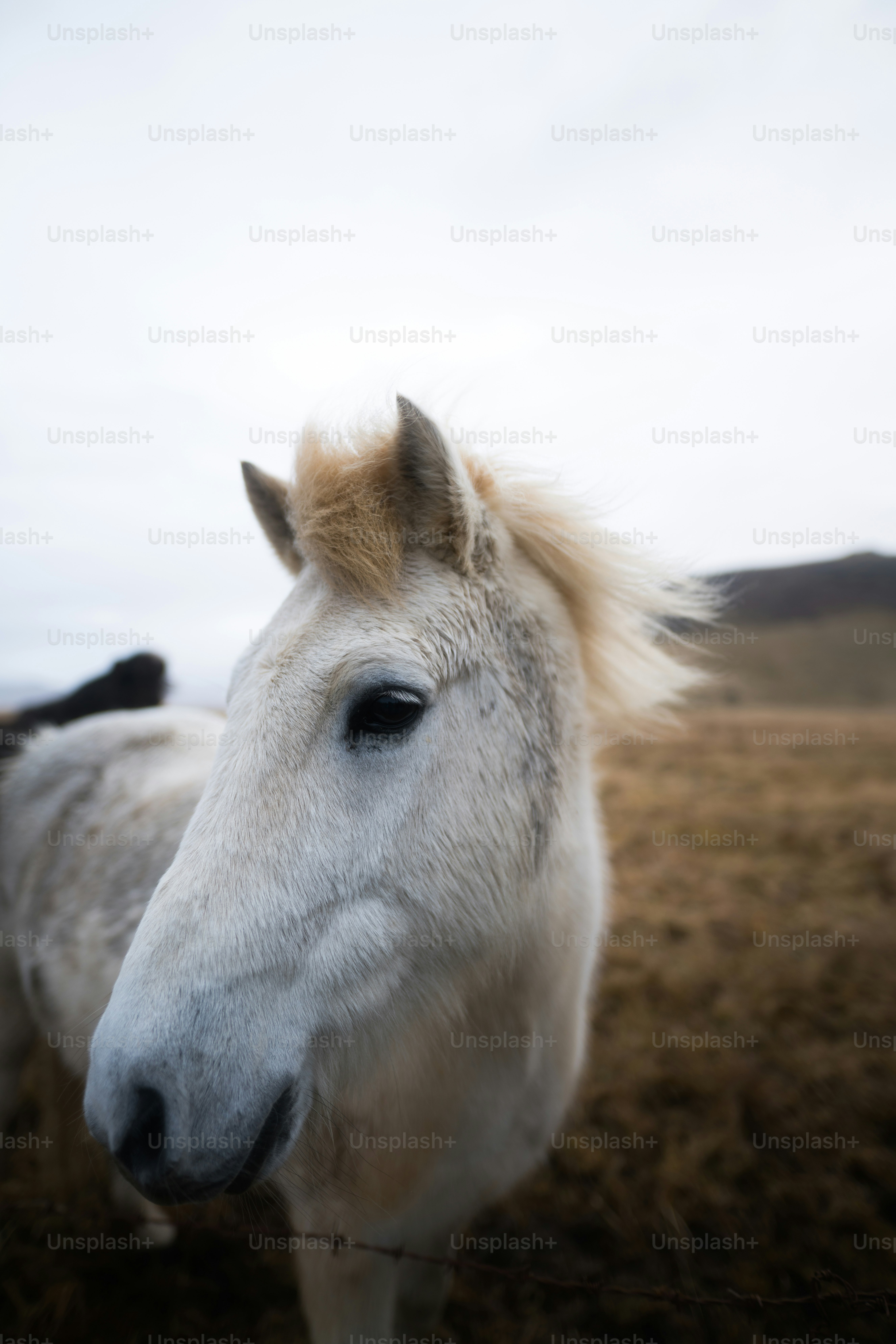 A white Icelandic horse with a blonde mane standing in a dry grassy field