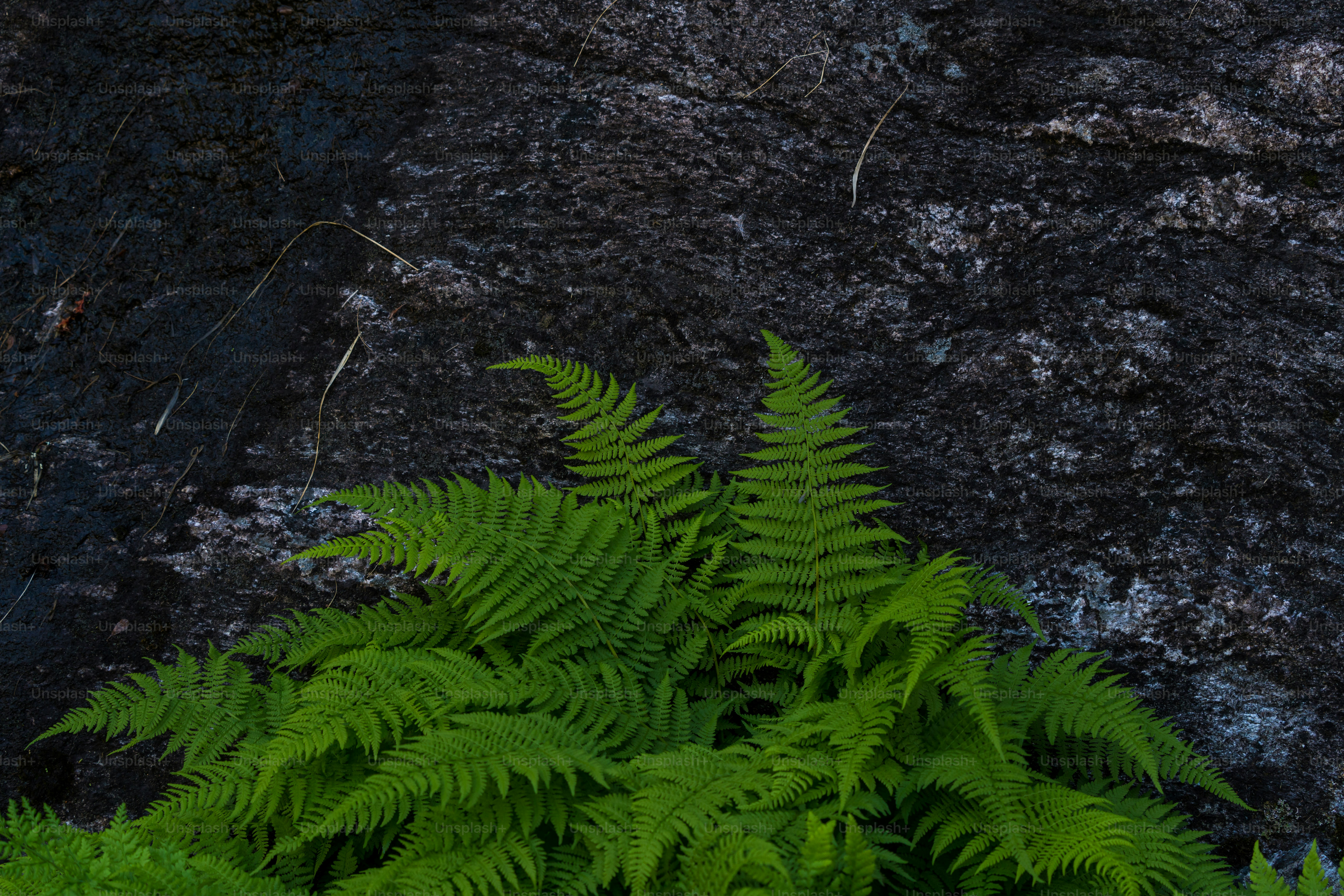 Green fern on dark rock - Photo on Unsplash+