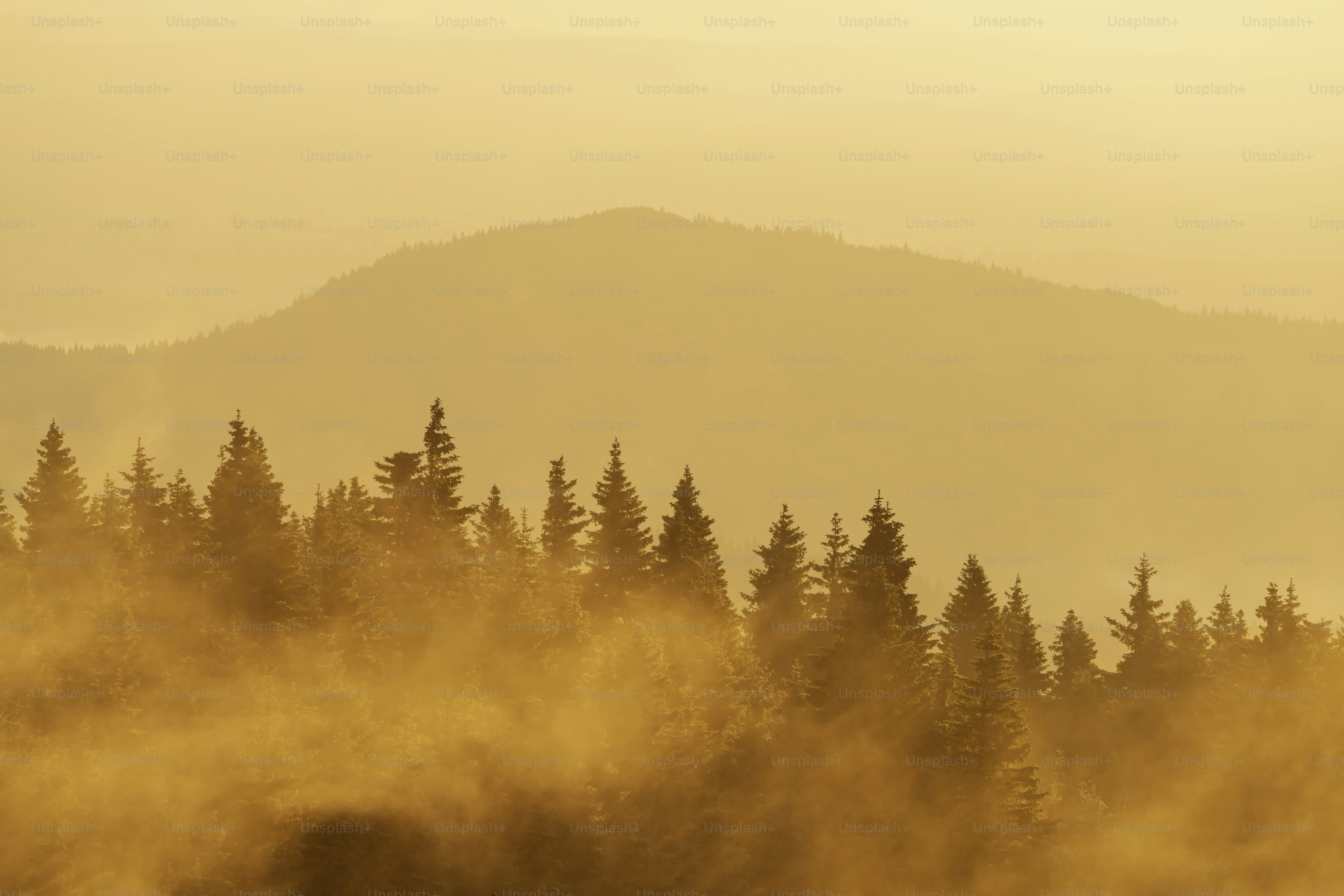 Coniferous trees emerging from thick golden mist against a soft orange mountain silhouette