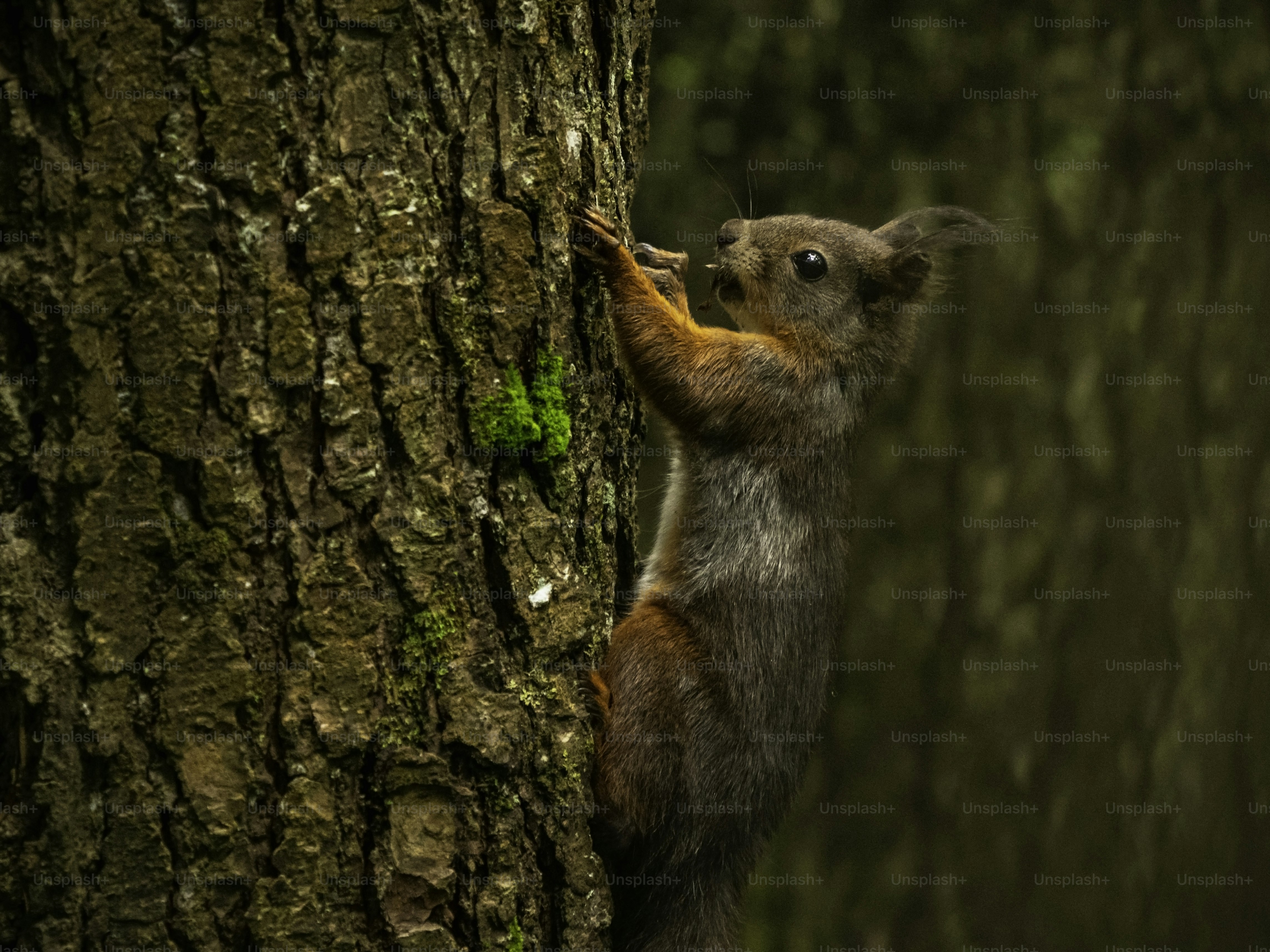 Squirrel climbing on large tree trunk - Photo on Unsplash+