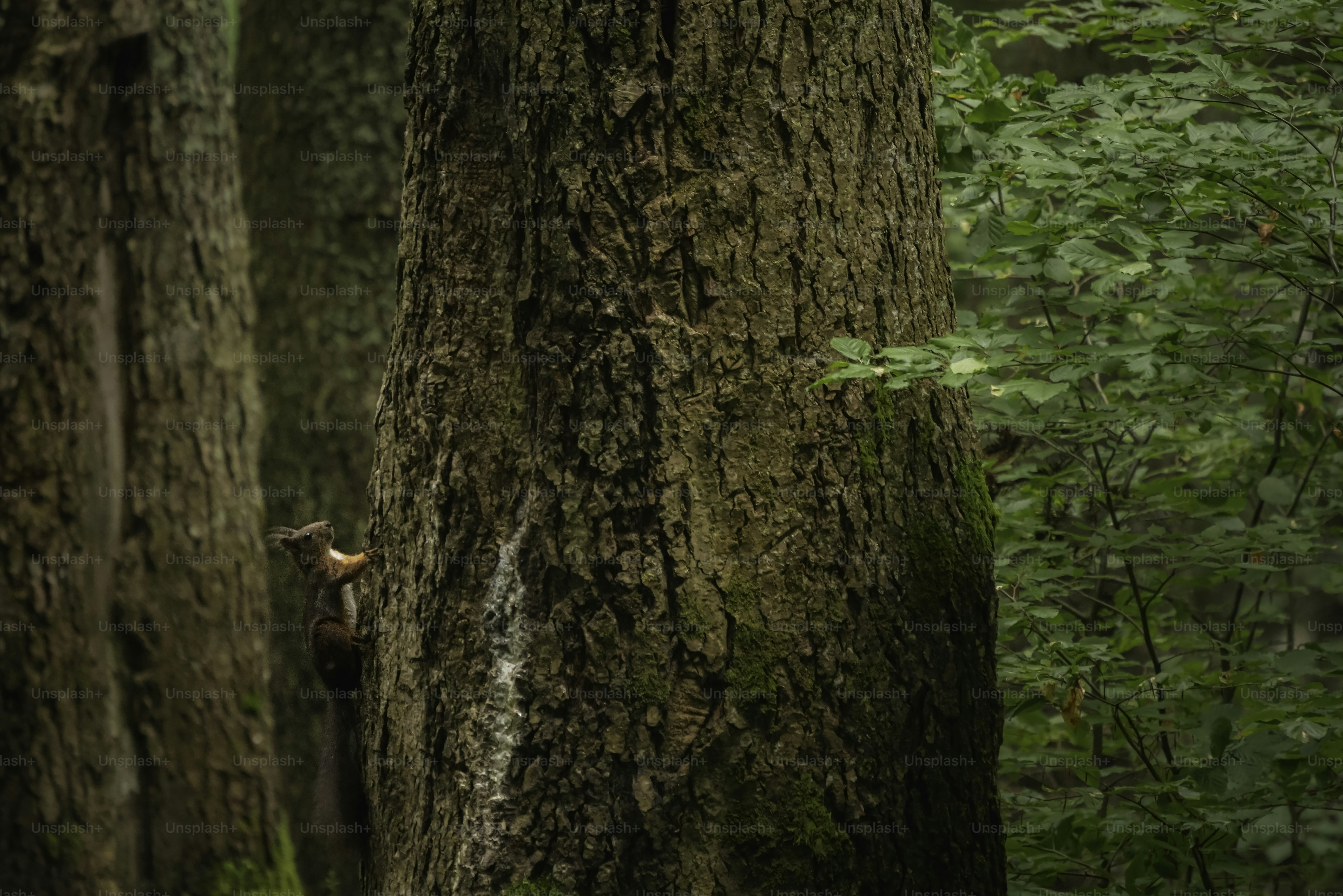 Squirrel climbing on large tree trunk - Photo on Unsplash+