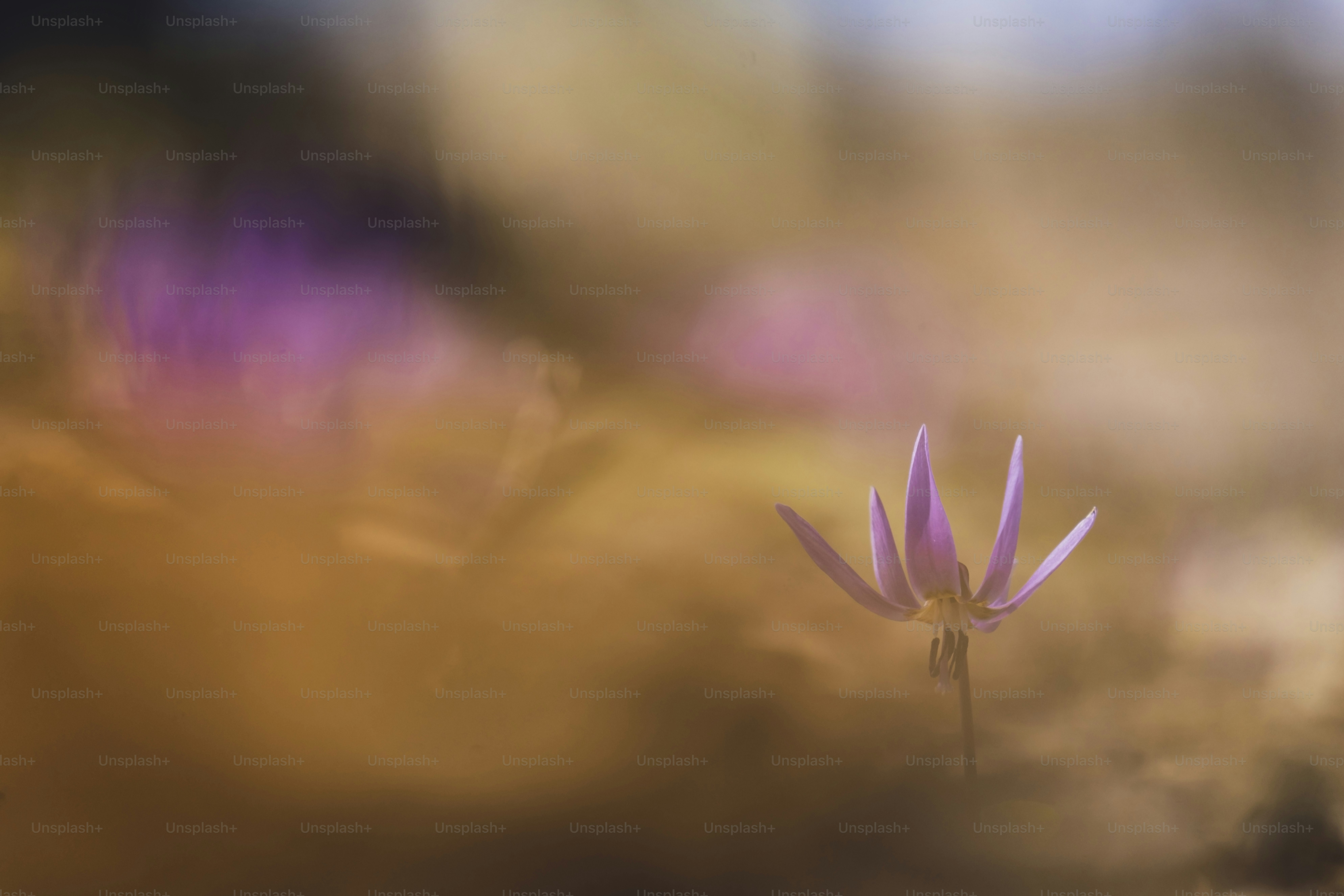 Pink dogtooth violet in golden light - Photo on Unsplash+