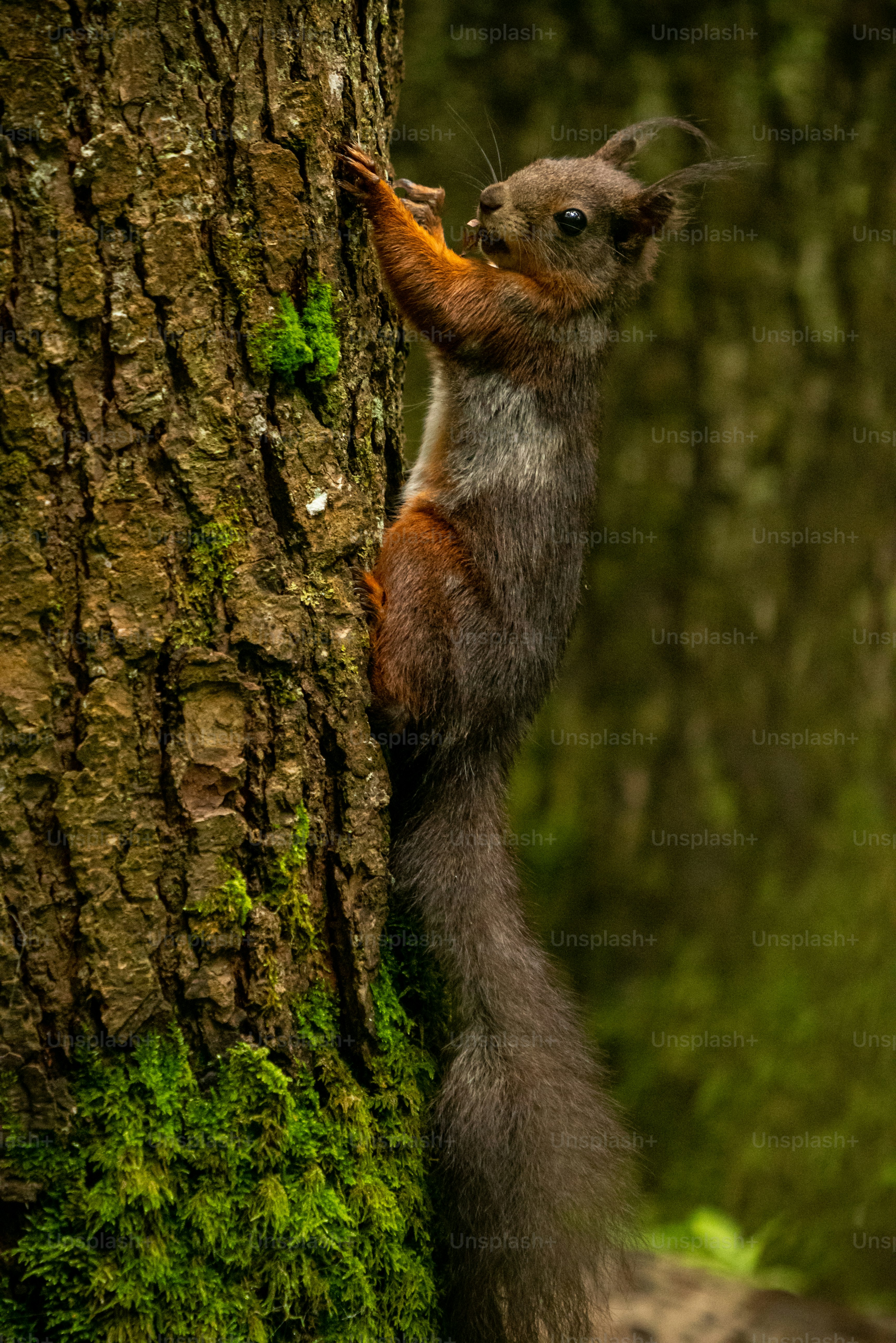 A red squirrel climbing a mossy tree trunk in a forest