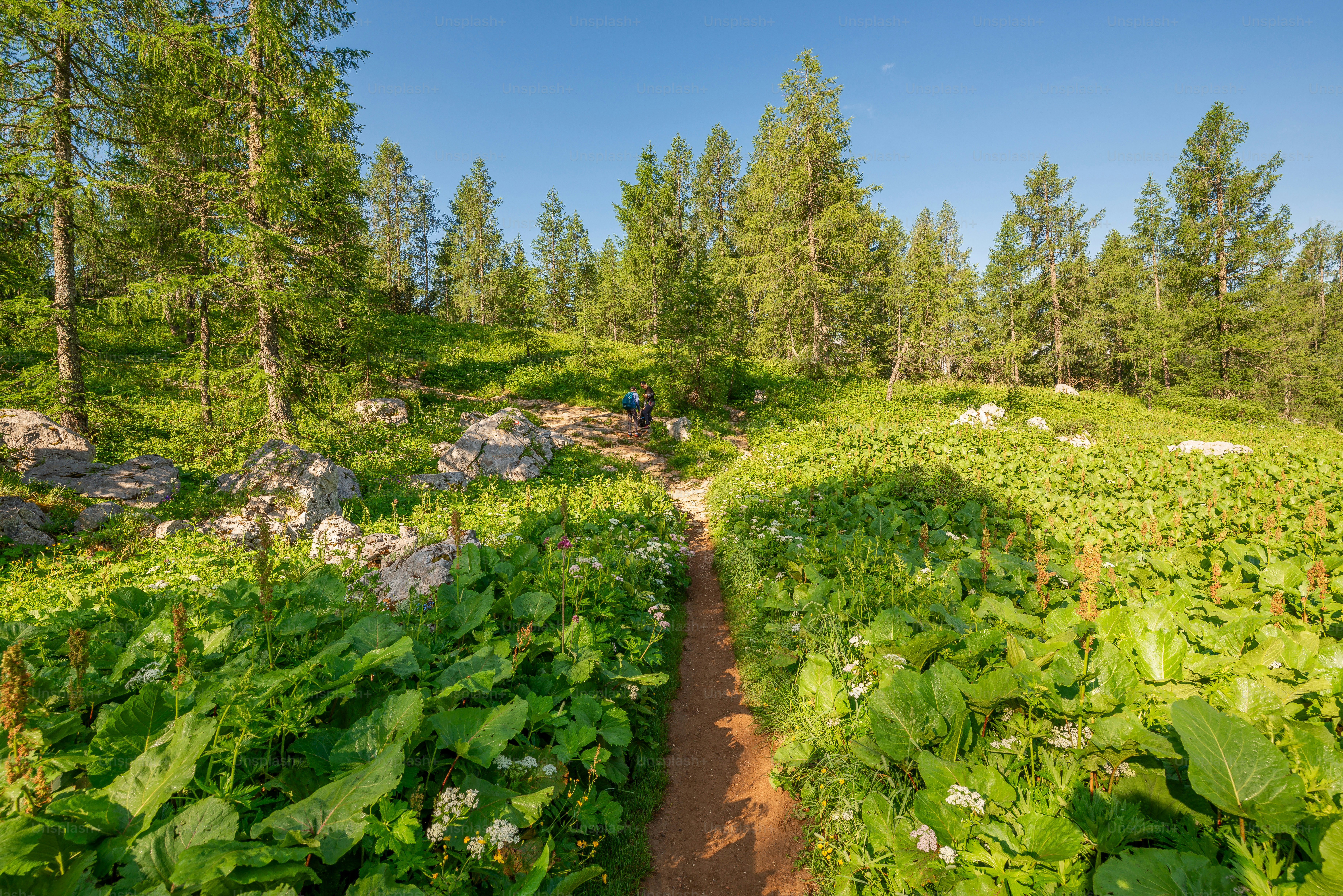Dirt trail in Triglav National Park - Photo on Unsplash+