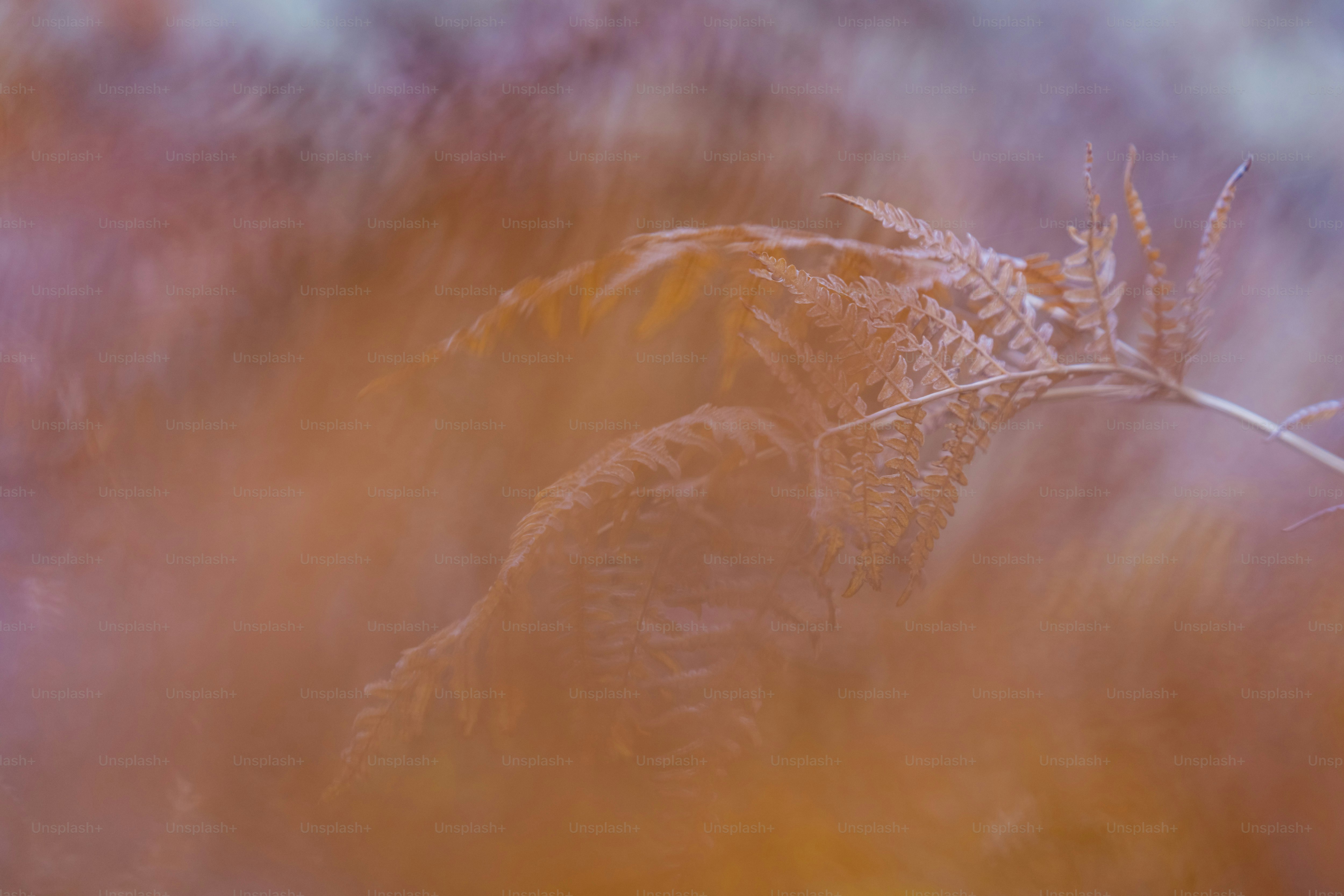 Fern frond with warm autumn tones - Photo on Unsplash+
