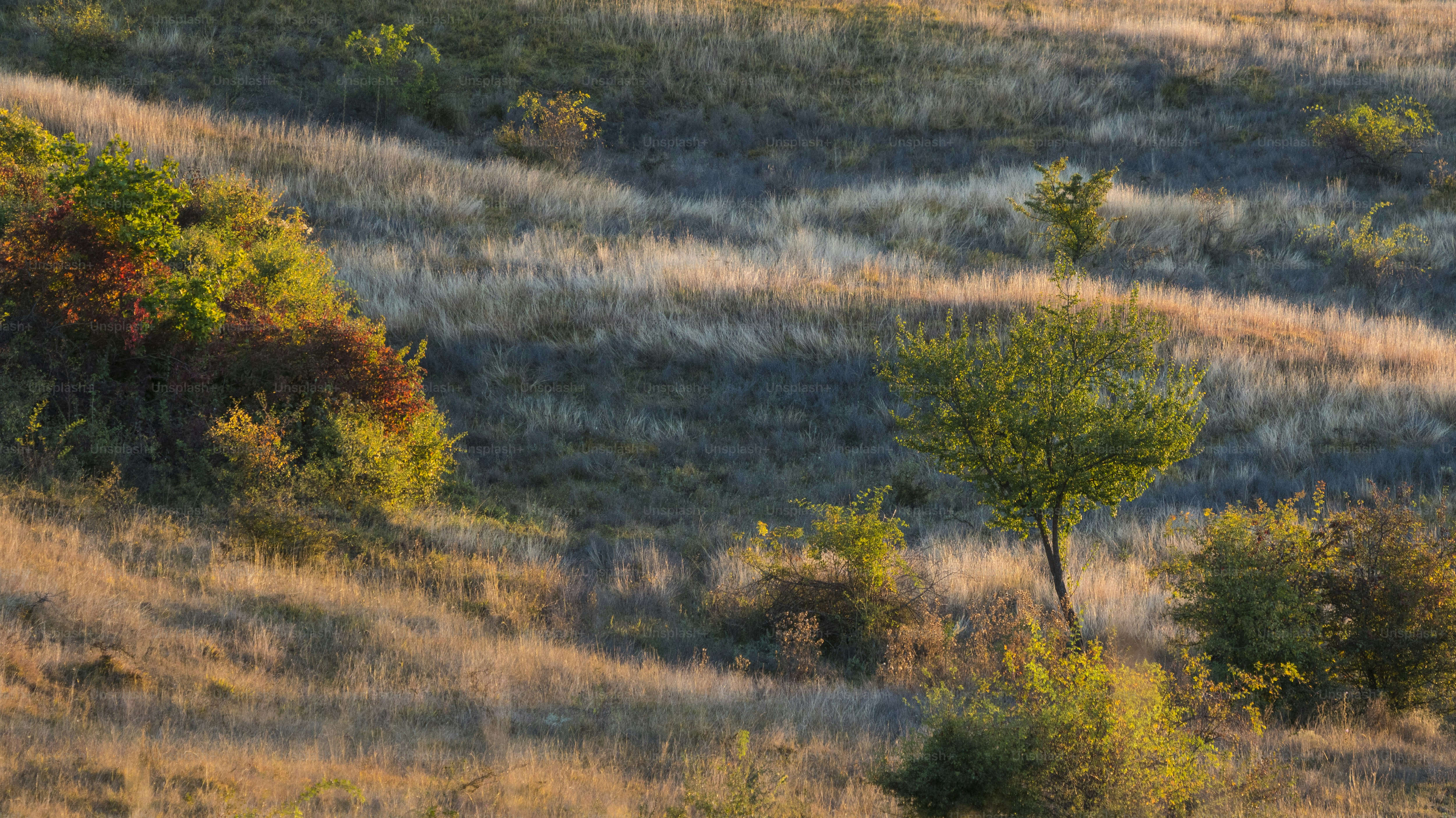 Grassy hillside with trees in sunlight - Photo on Unsplash+