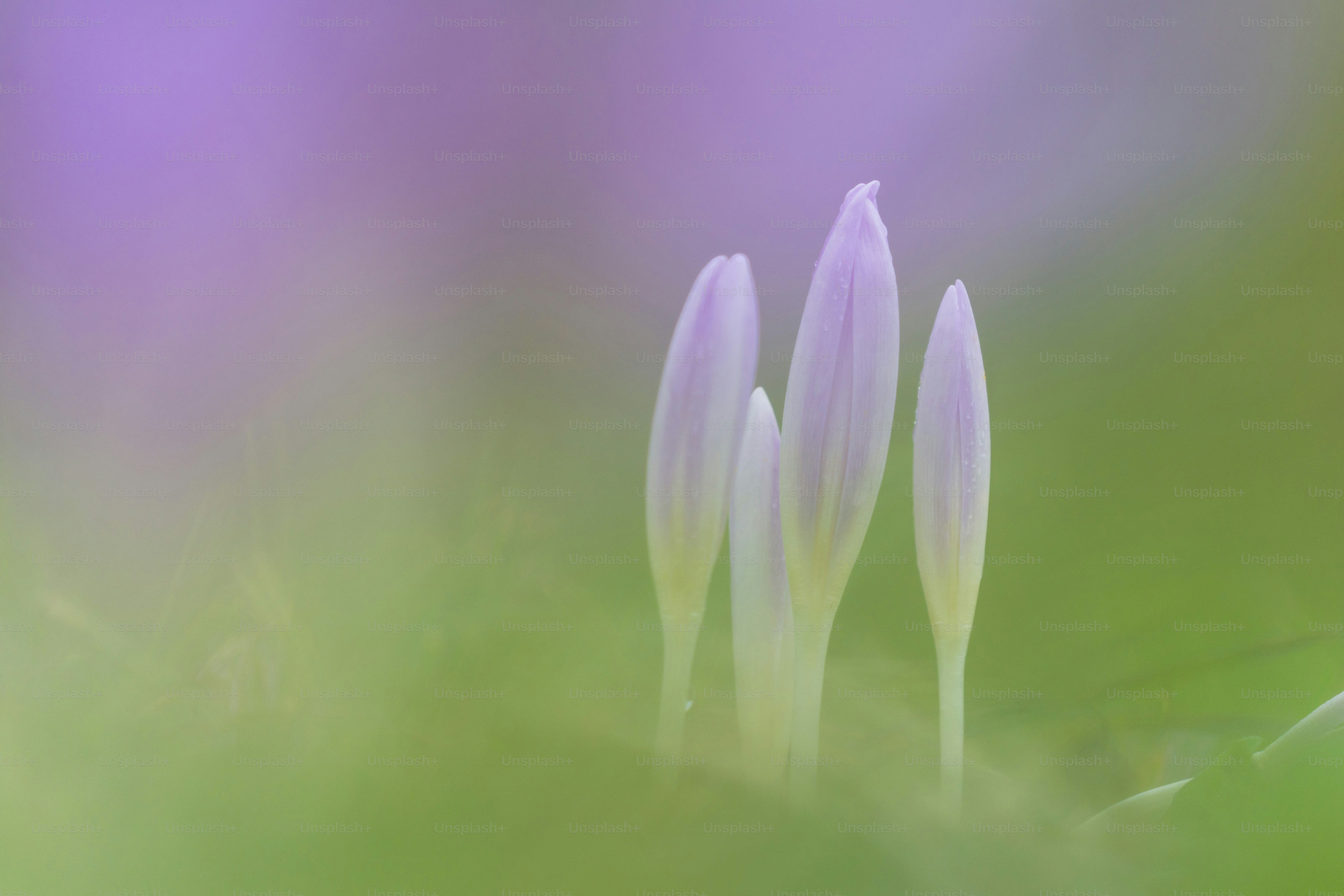 Pale purple crocus buds - Photo on Unsplash+