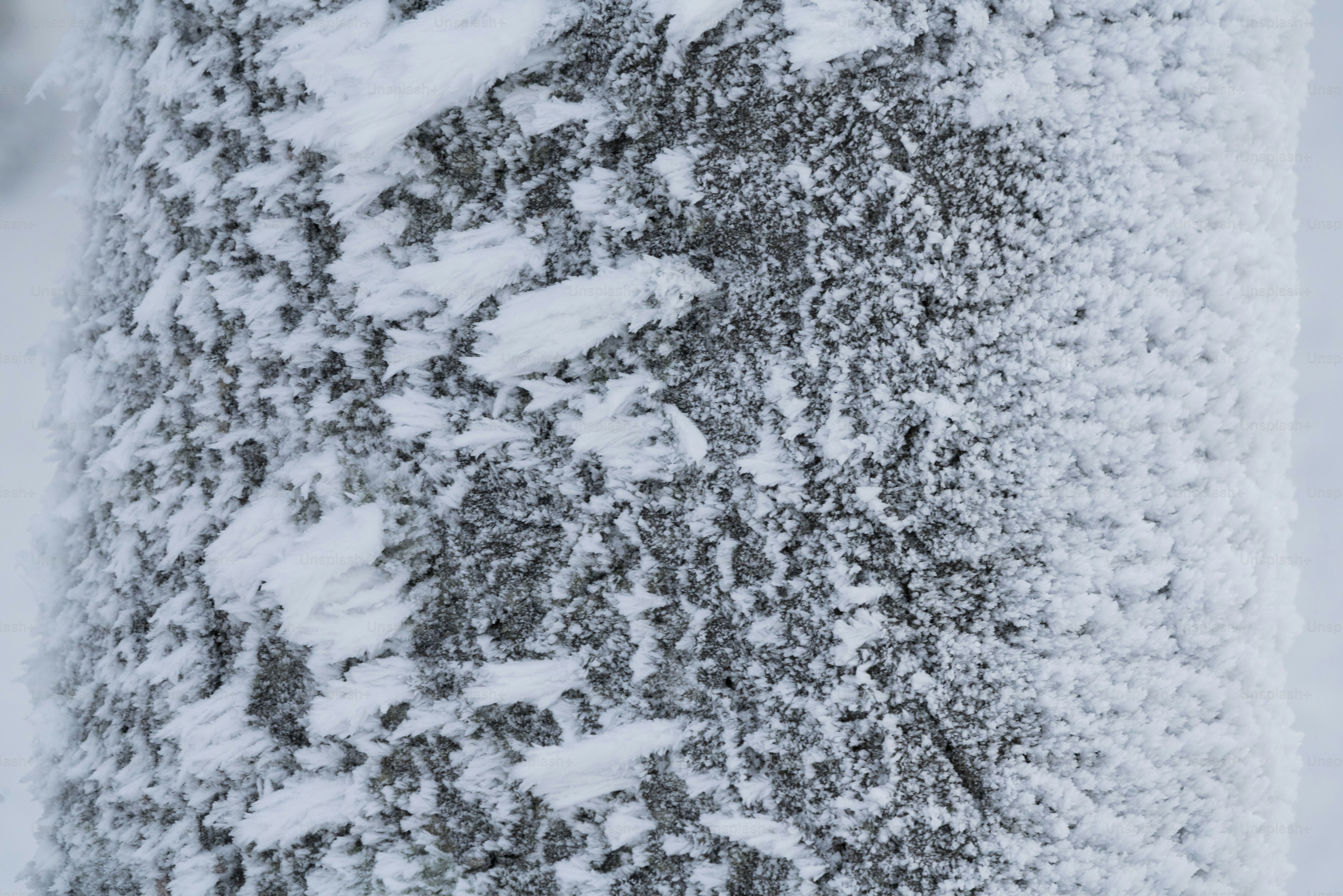 Tree bark covered in white frost - Photo on Unsplash+