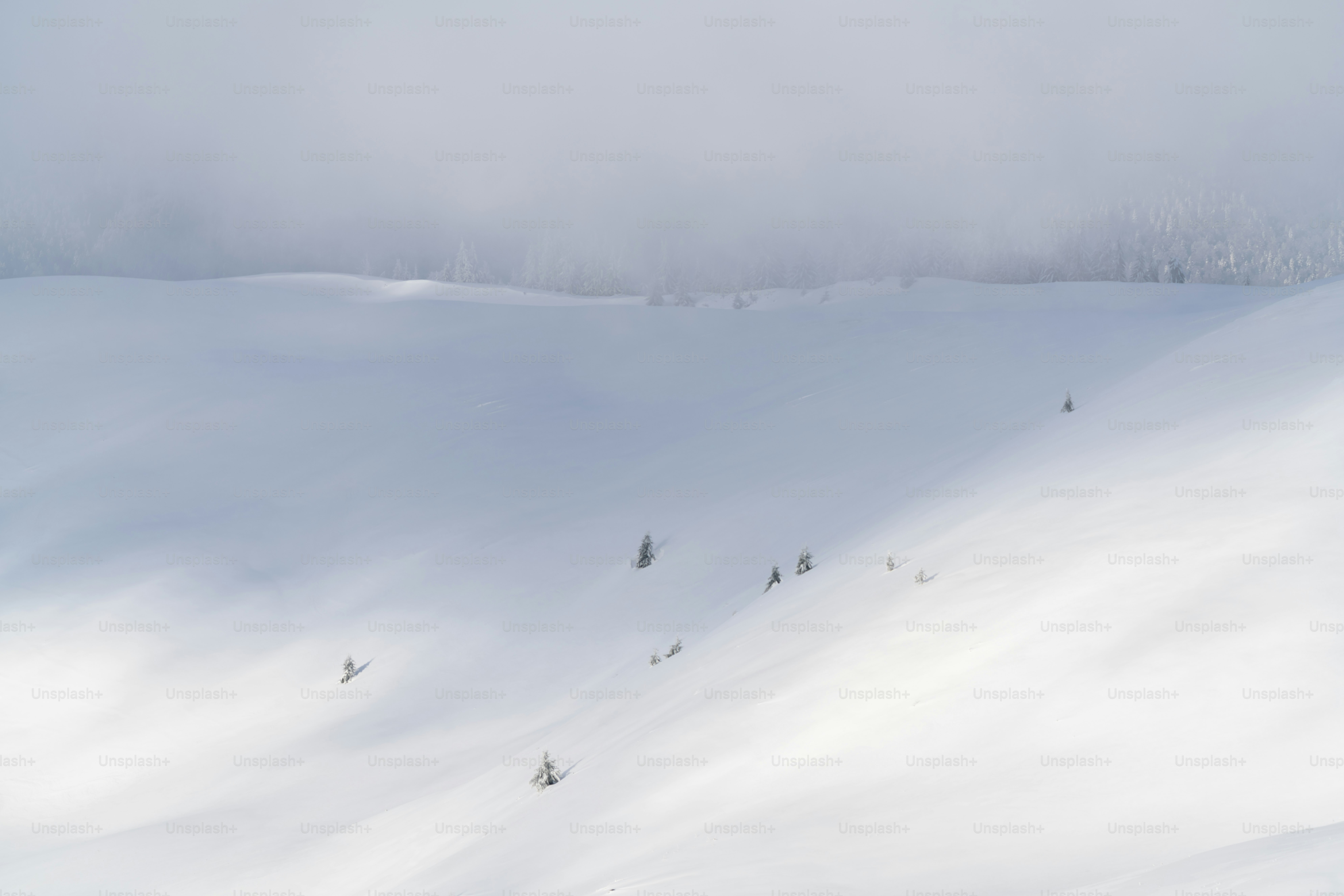 Snowy mountain slope with evergreen trees - Photo on Unsplash+