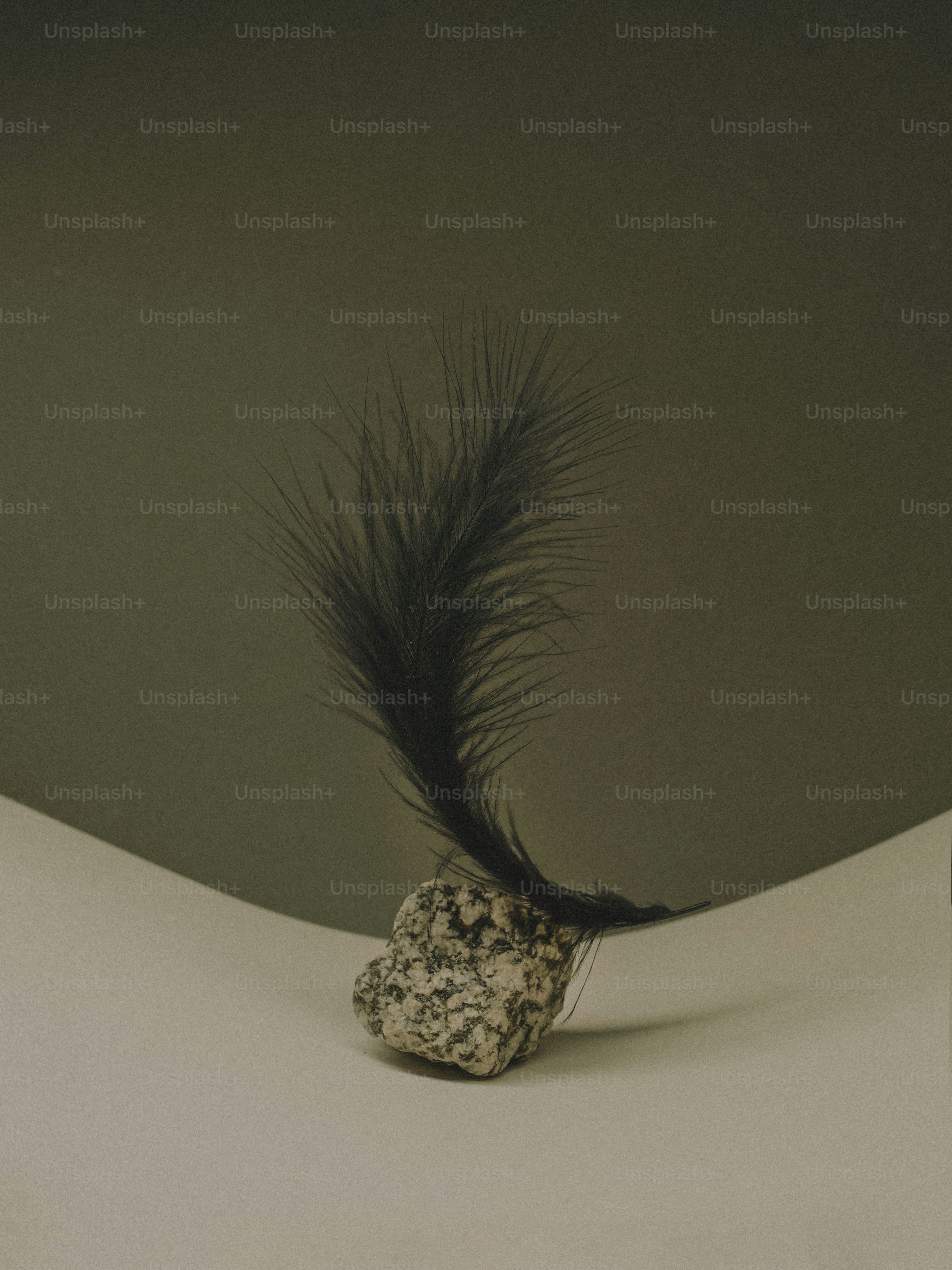 Black feather on speckled stone - Photo on Unsplash+