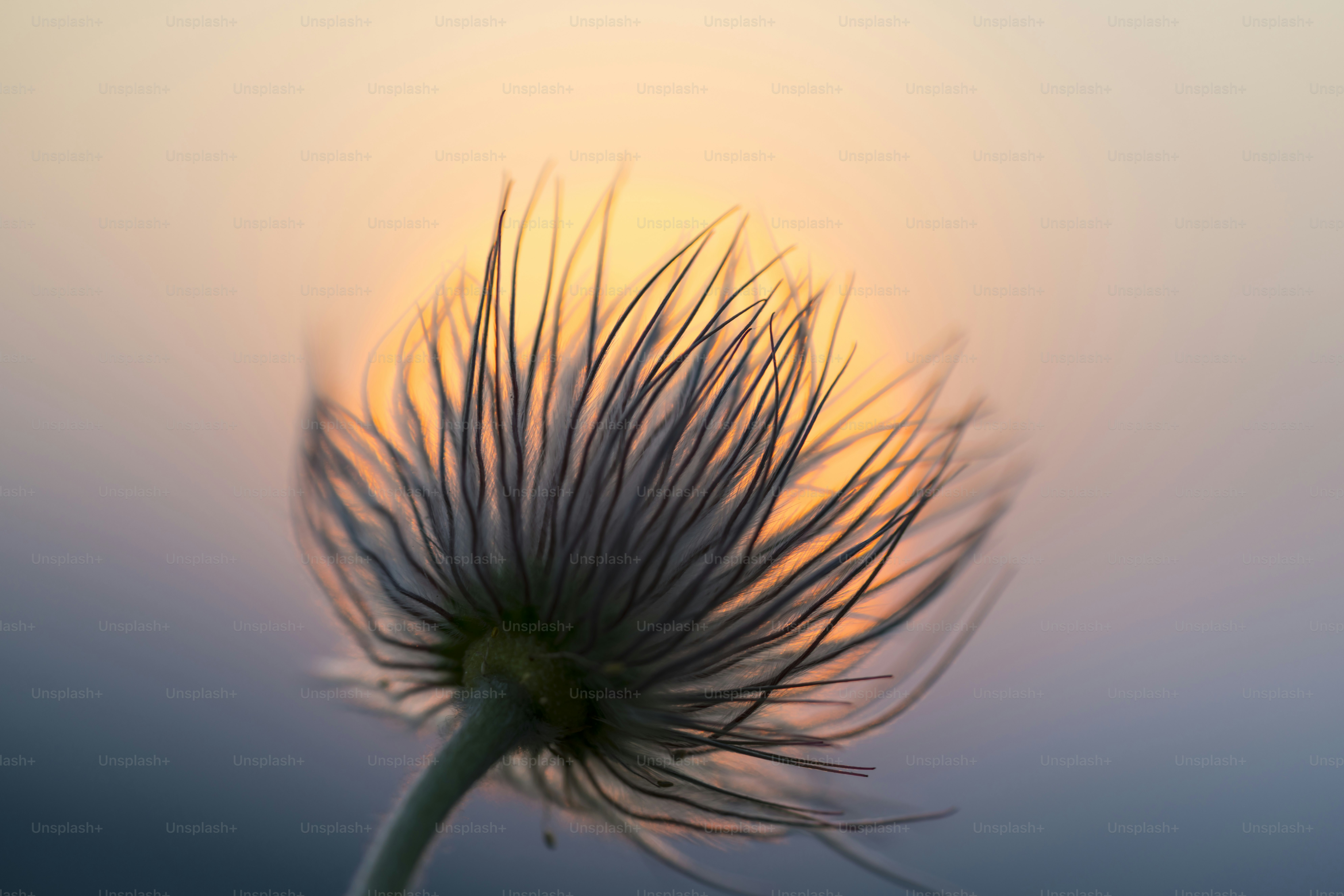 Pasqueflower seed head in warm light - Photo on Unsplash+