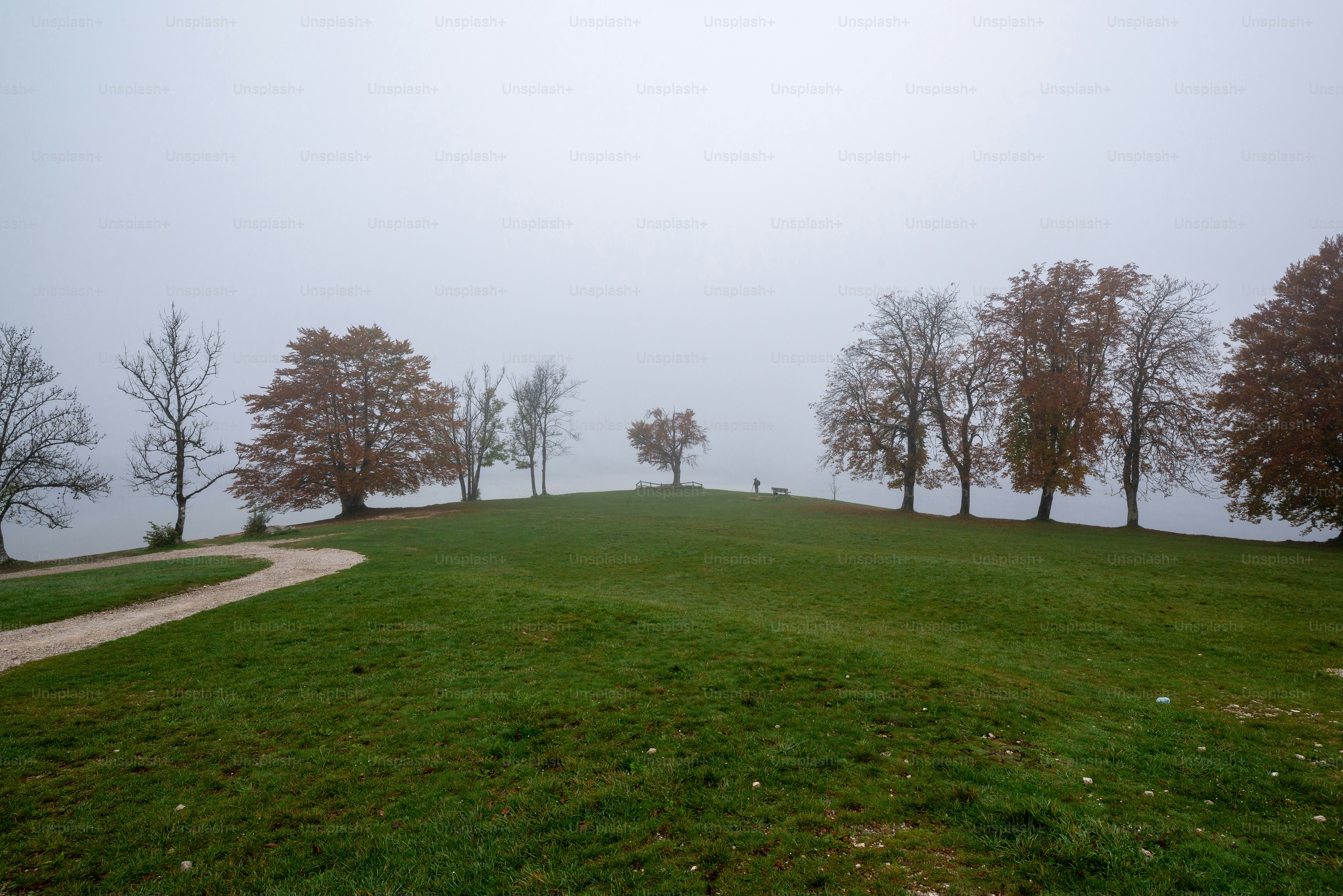 Autumn trees on foggy hill - Photo on Unsplash+