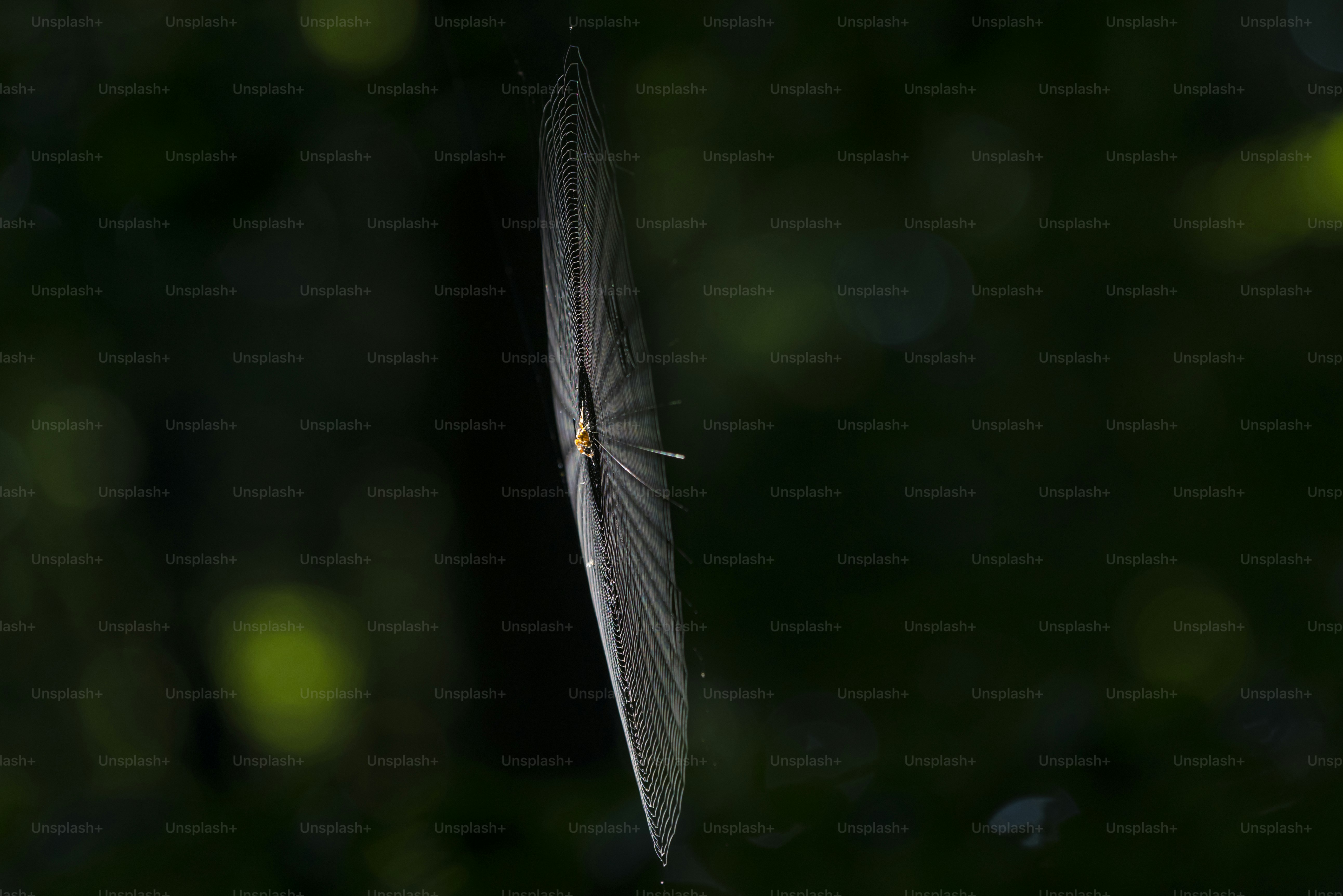 Spider web in dark forest - Photo on Unsplash+