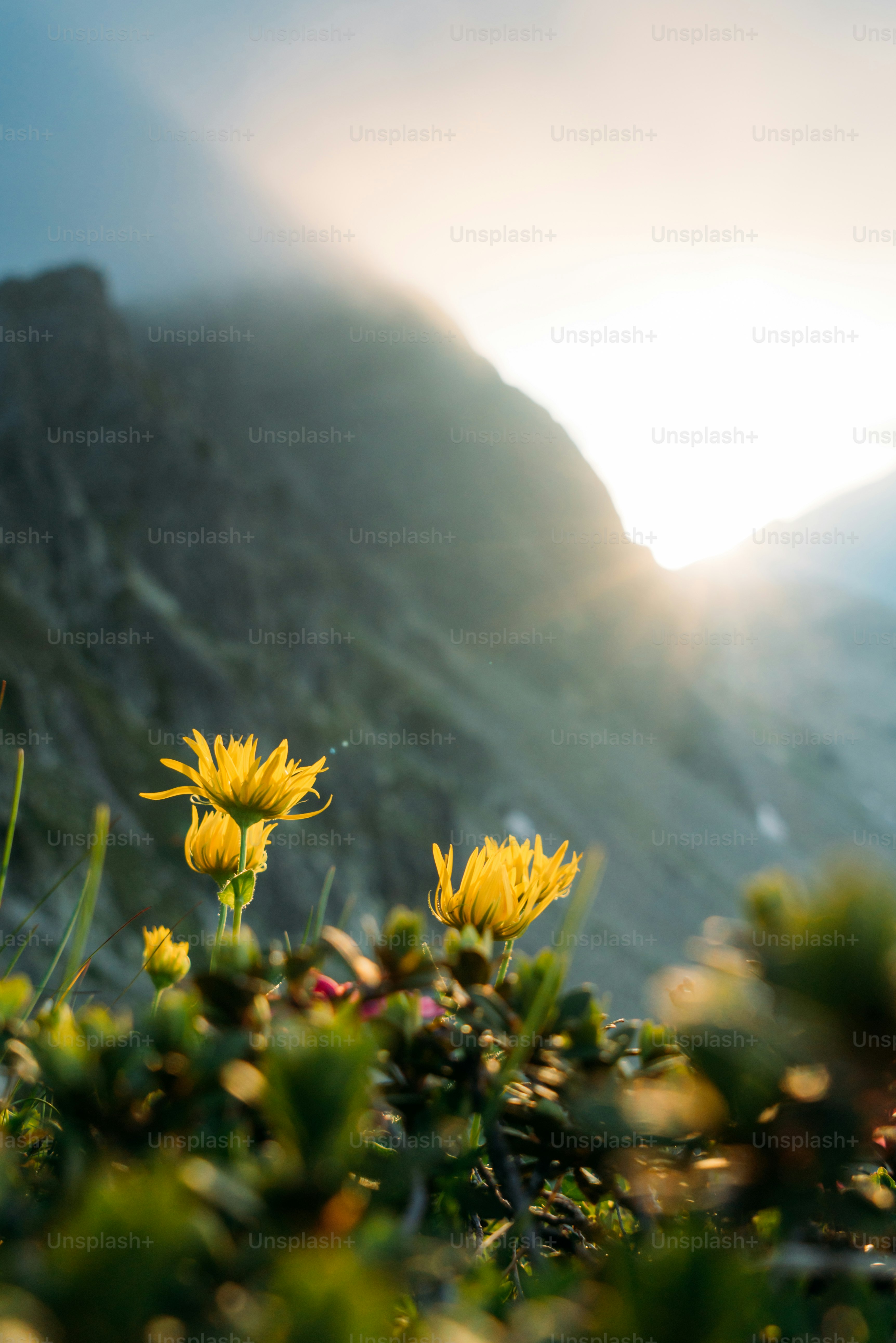 Yellow wildflowers on mountain slope - Photo on Unsplash+