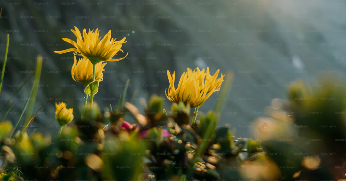 Slope Download Yellow wildflowers on mountain slope - Photo on Unsplash+