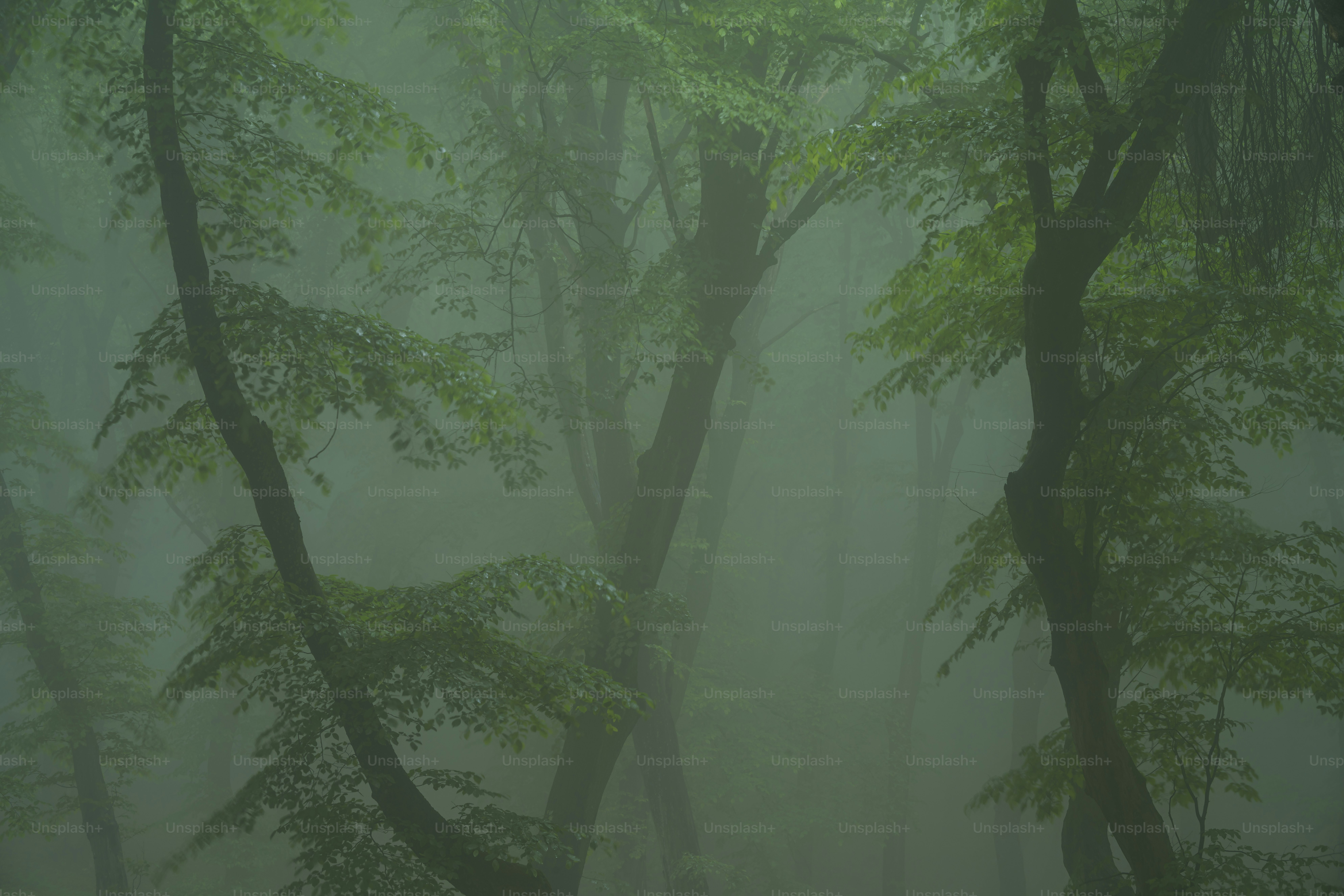 Tall trees in dense misty forest - Photo on Unsplash+