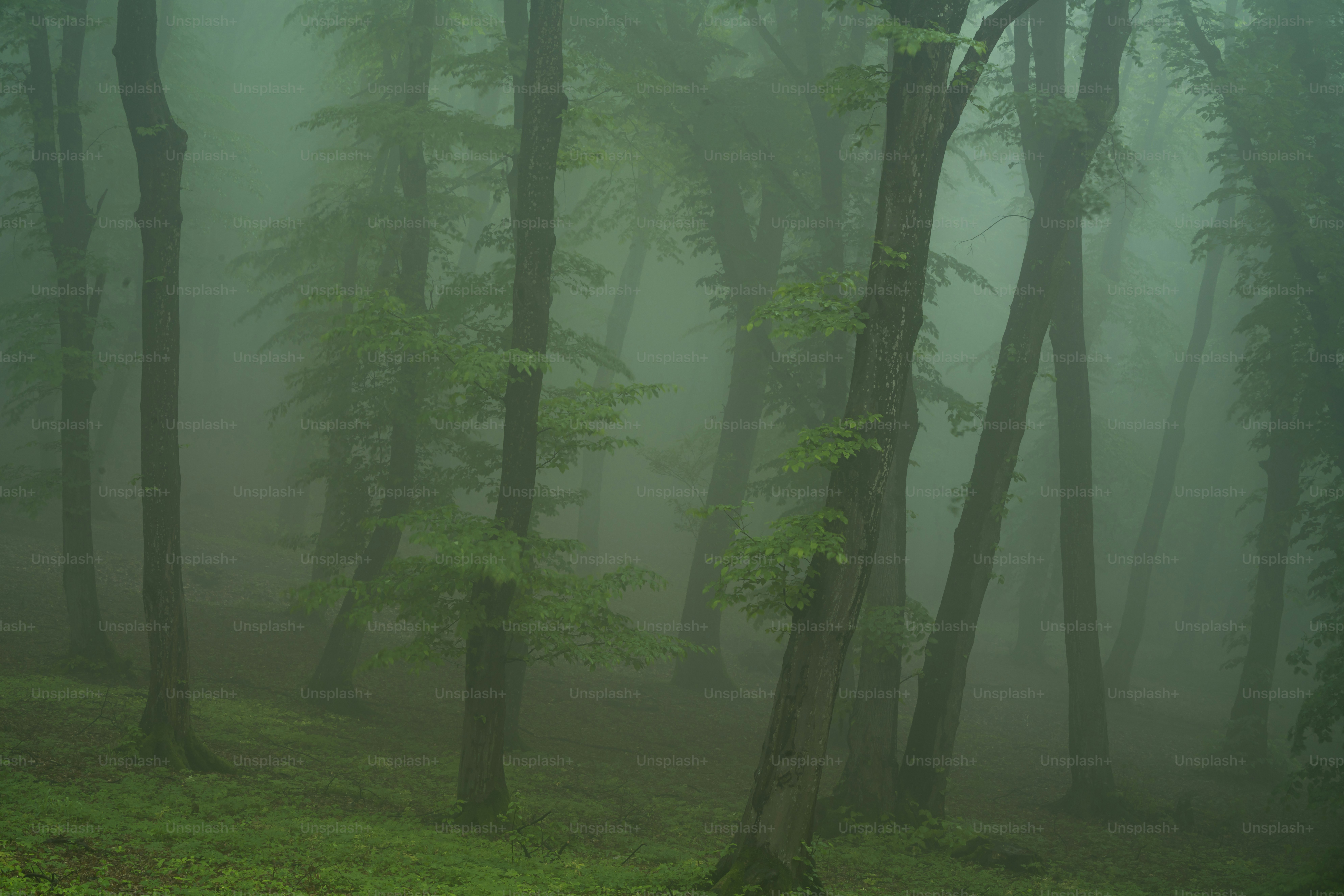 Tall trees in dense misty forest - Photo on Unsplash+