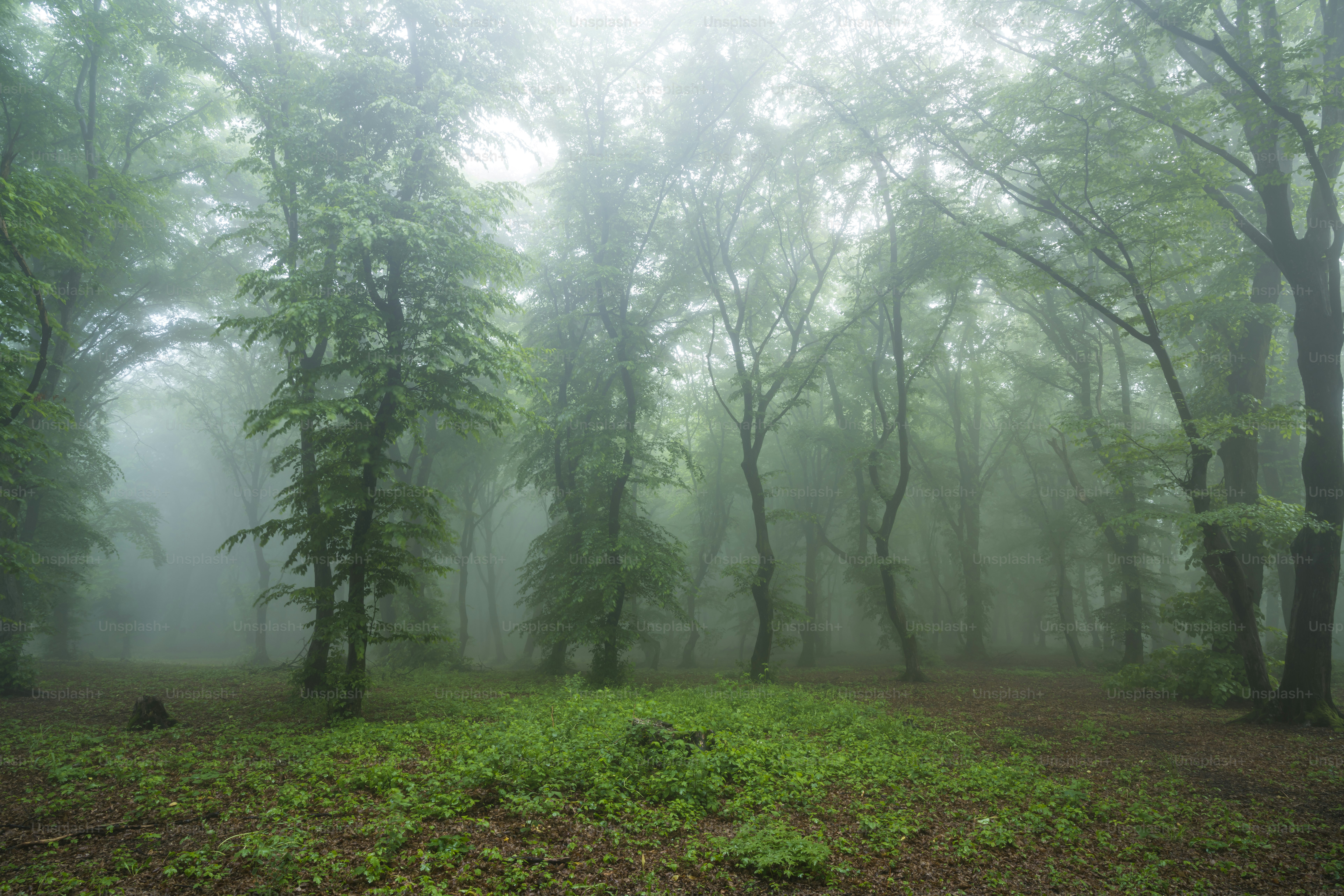 Tall trees in dense misty forest - Photo on Unsplash+