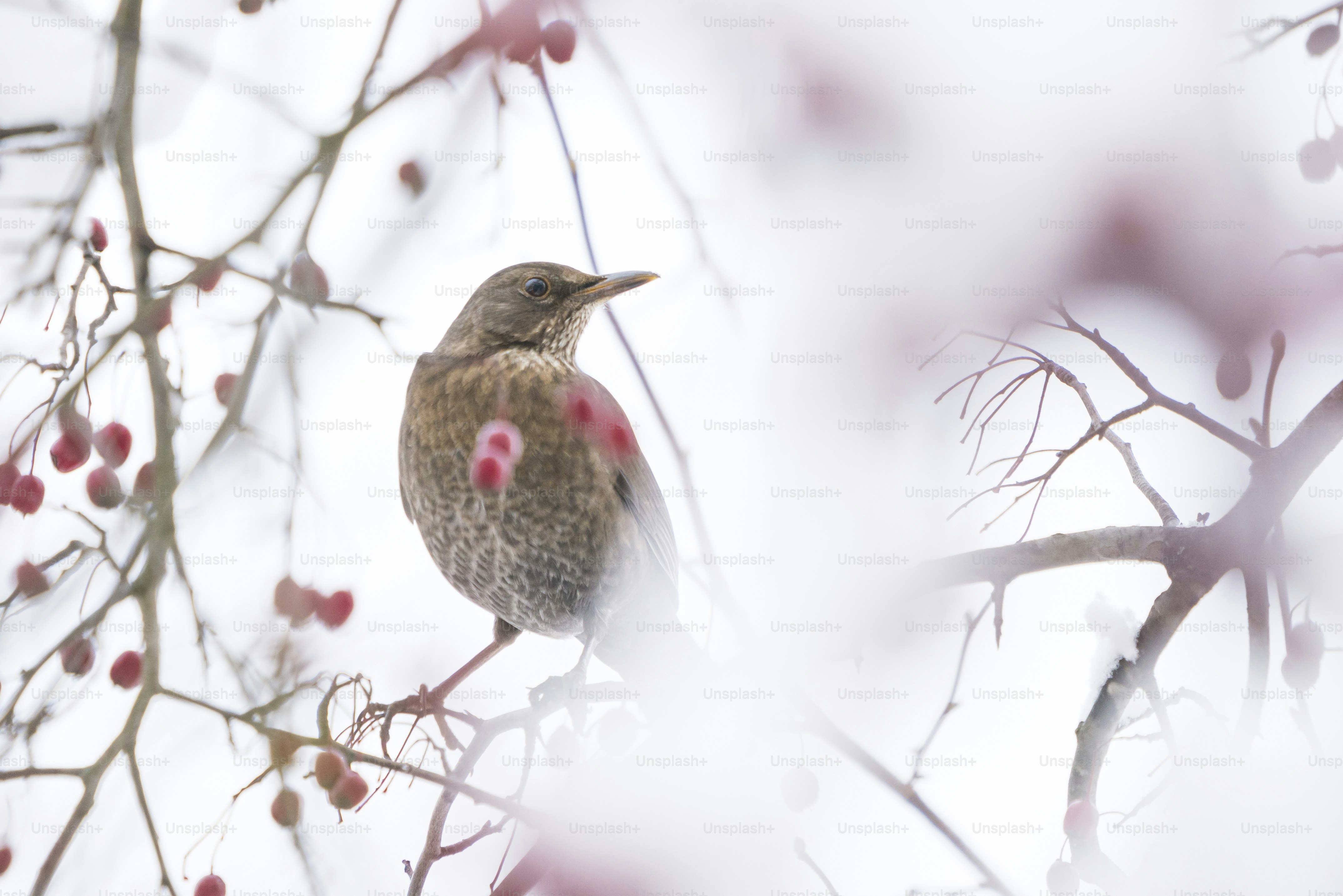 Blackbird on branch with red berries - Photo on Unsplash+