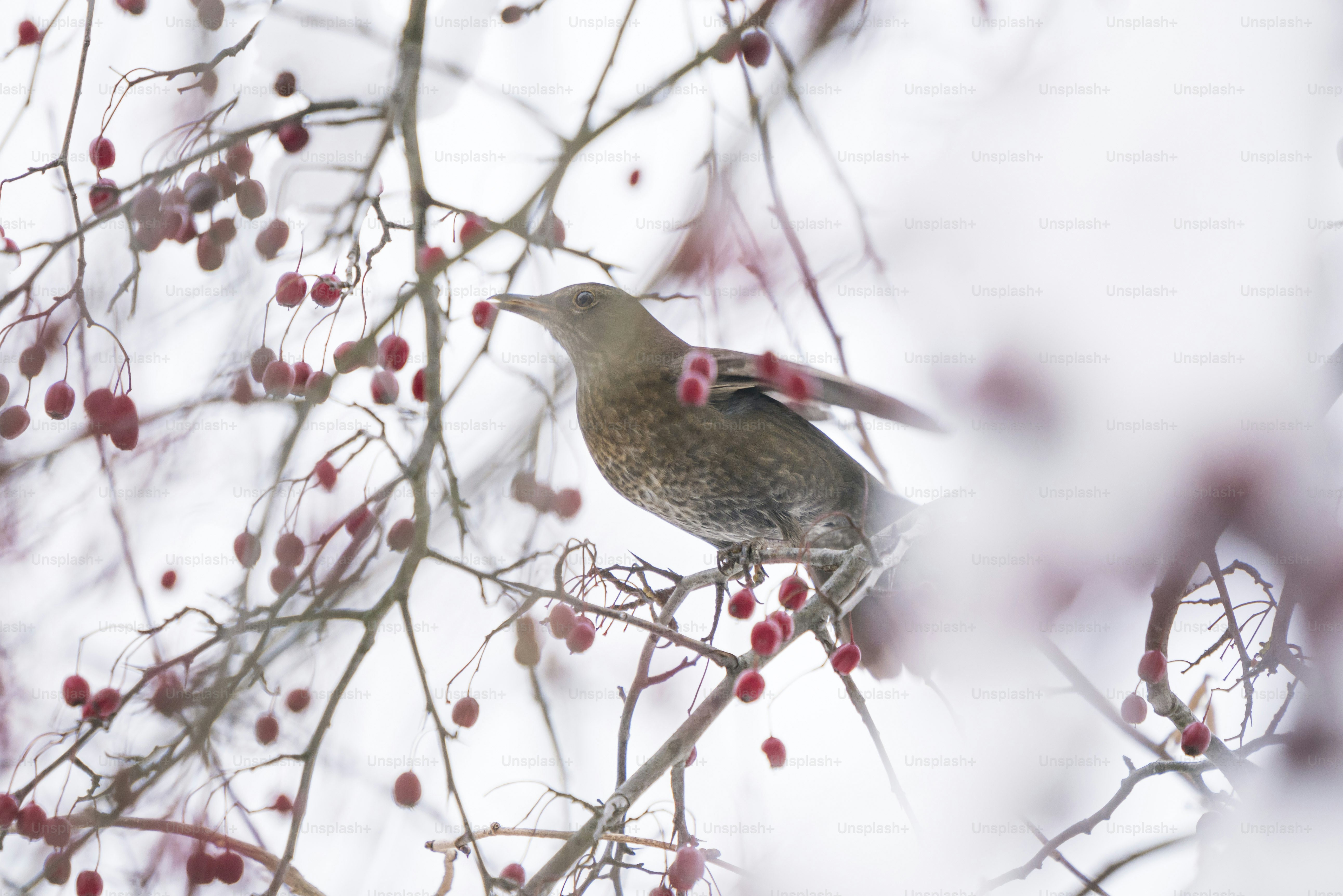 Brown bird on berry branch - Photo on Unsplash+