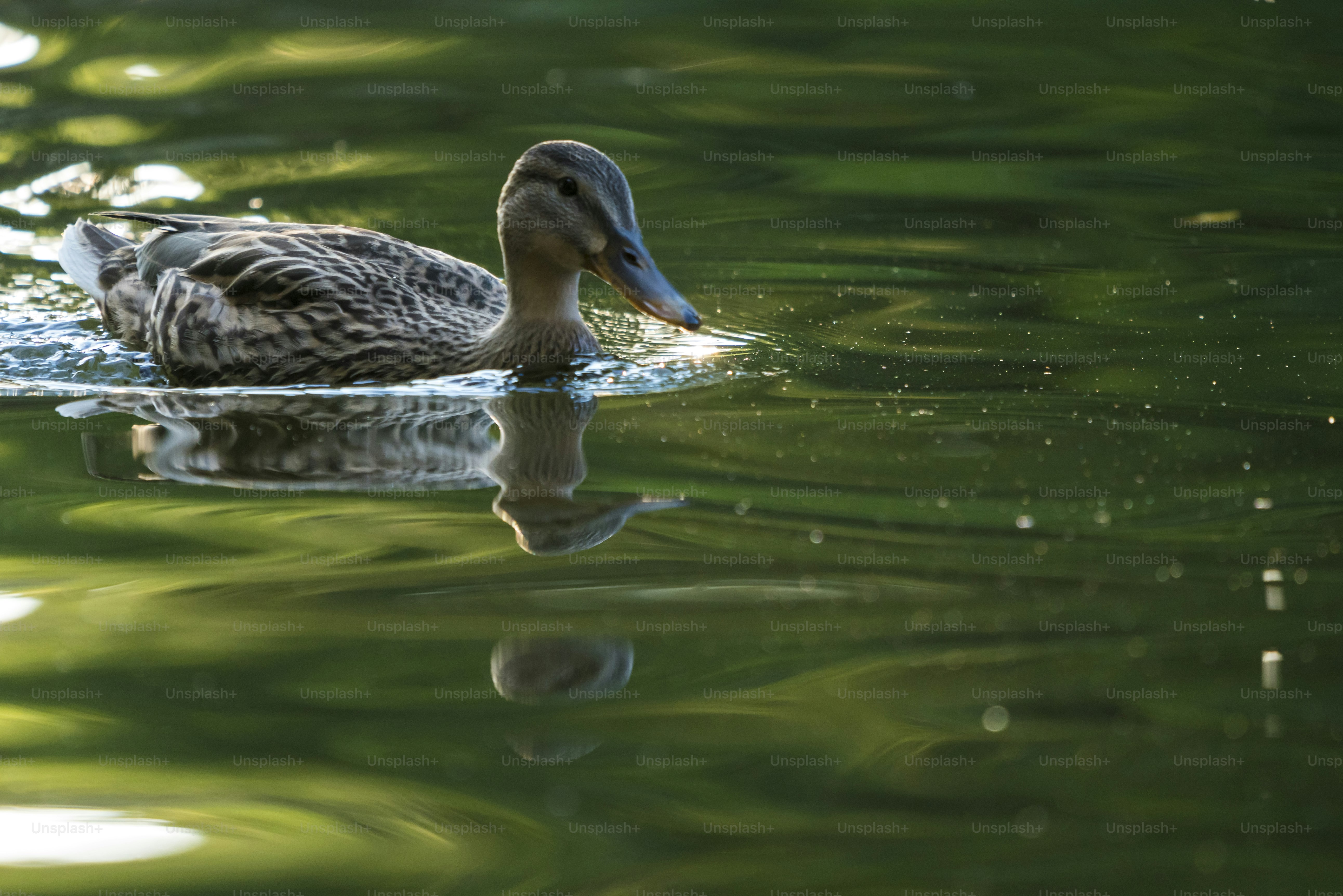 Duck swimming on golden sunlit water - Photo on Unsplash+