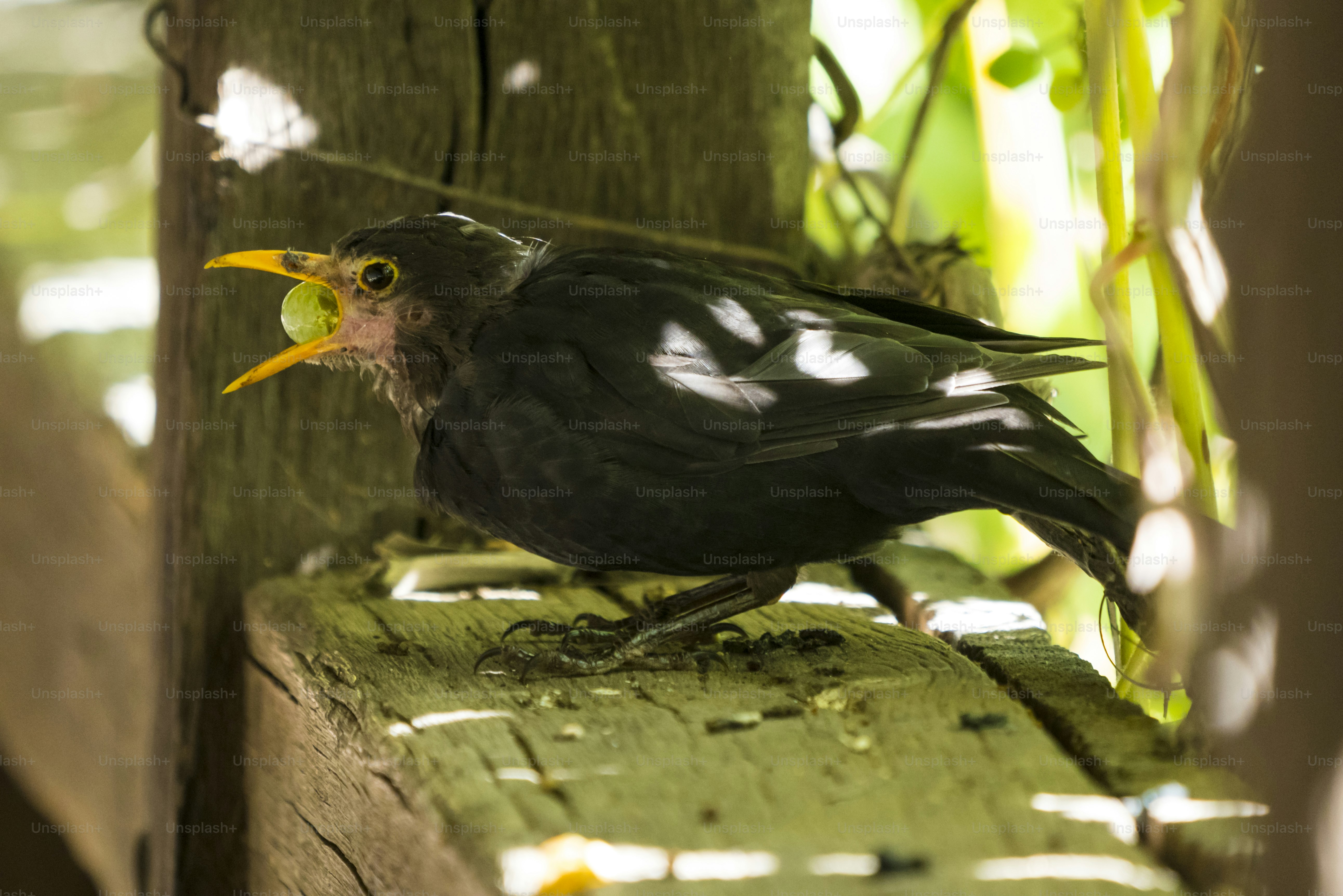 Blackbird holding grape on wooden beam - Photo on Unsplash+