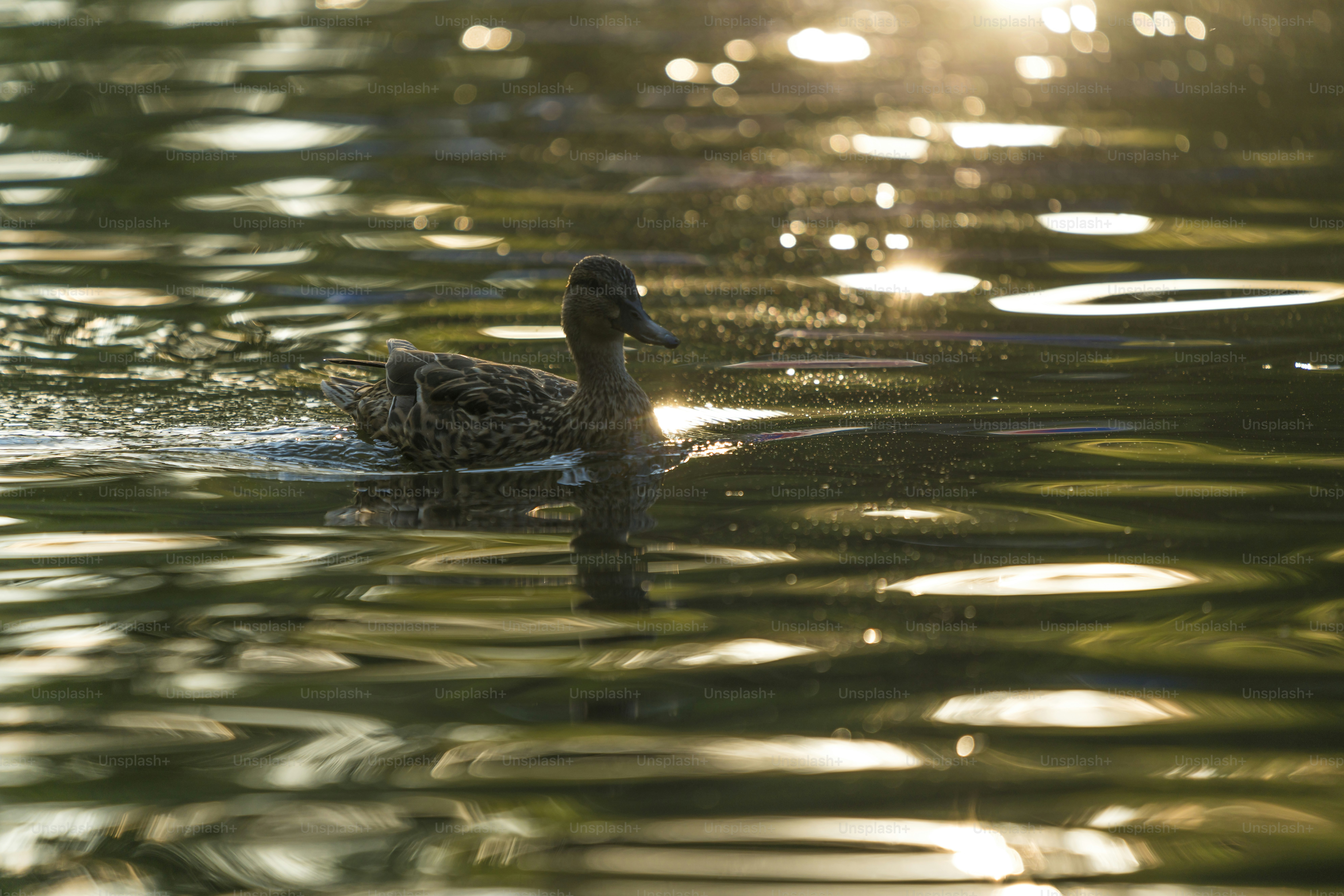Duck swimming on golden sunlit water - Photo on Unsplash+