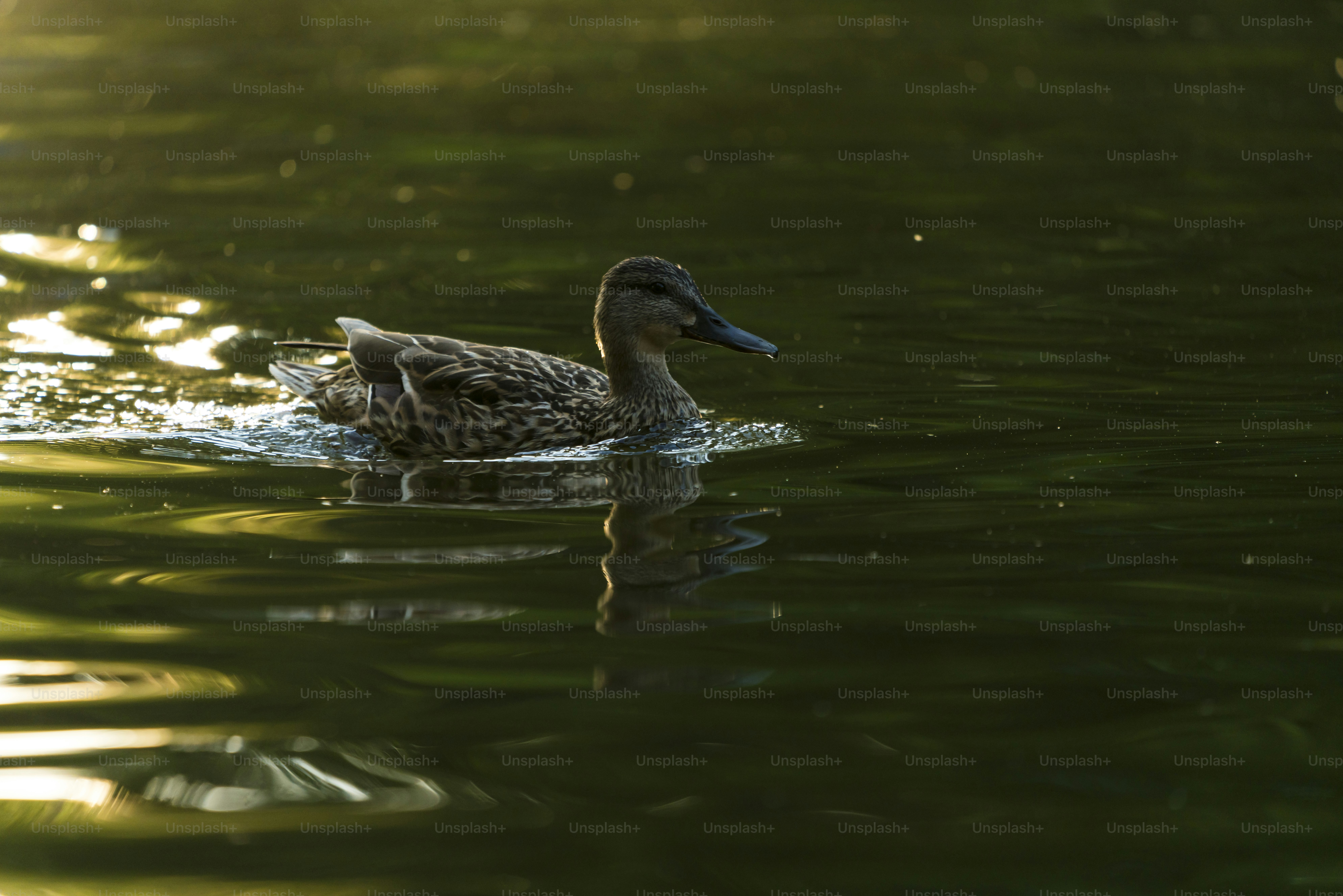 Duck swimming on golden sunlit water - Photo on Unsplash+