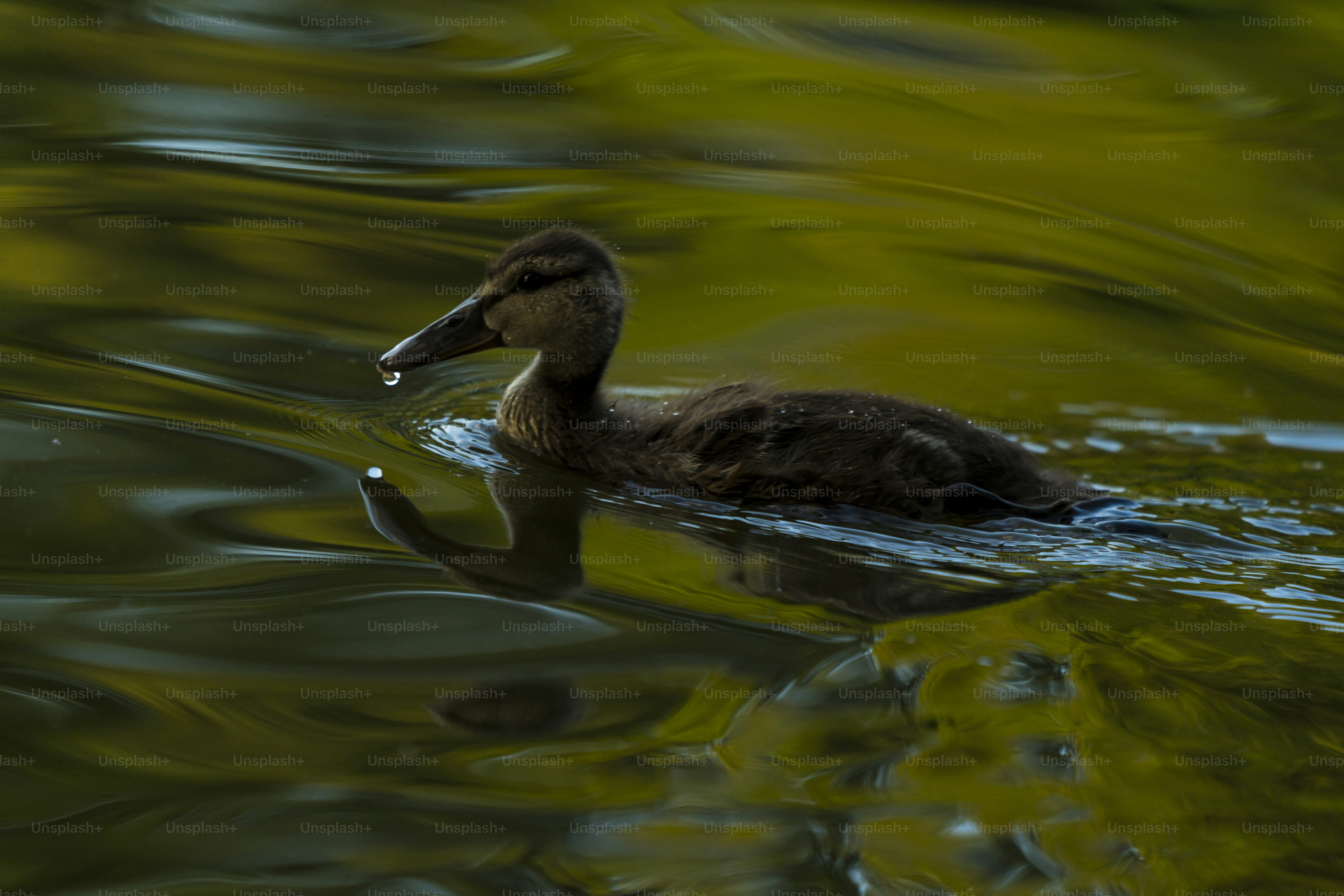 Brown duckling swimming in green water - Photo on Unsplash+