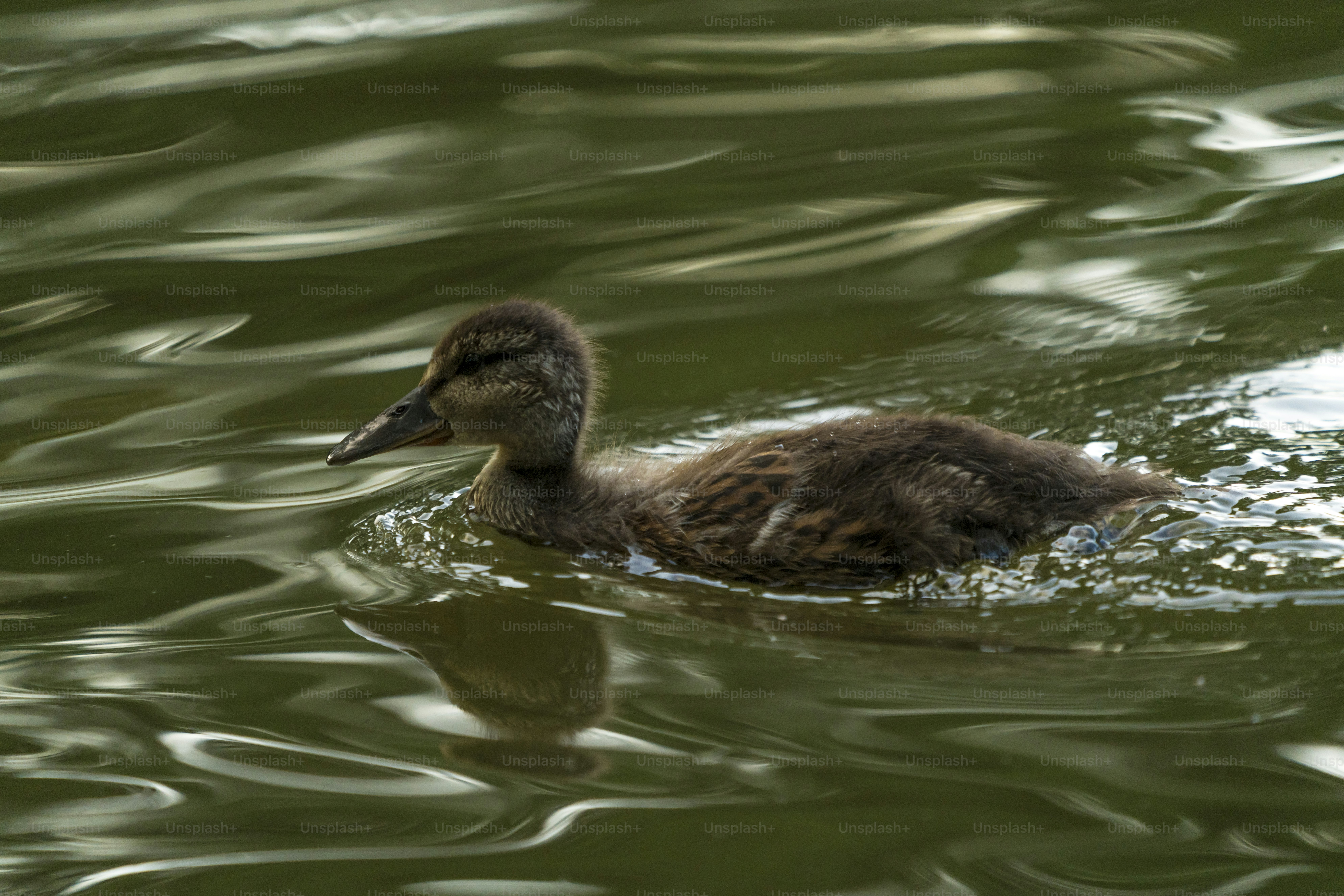 Brown duckling swimming in green water - Photo on Unsplash+