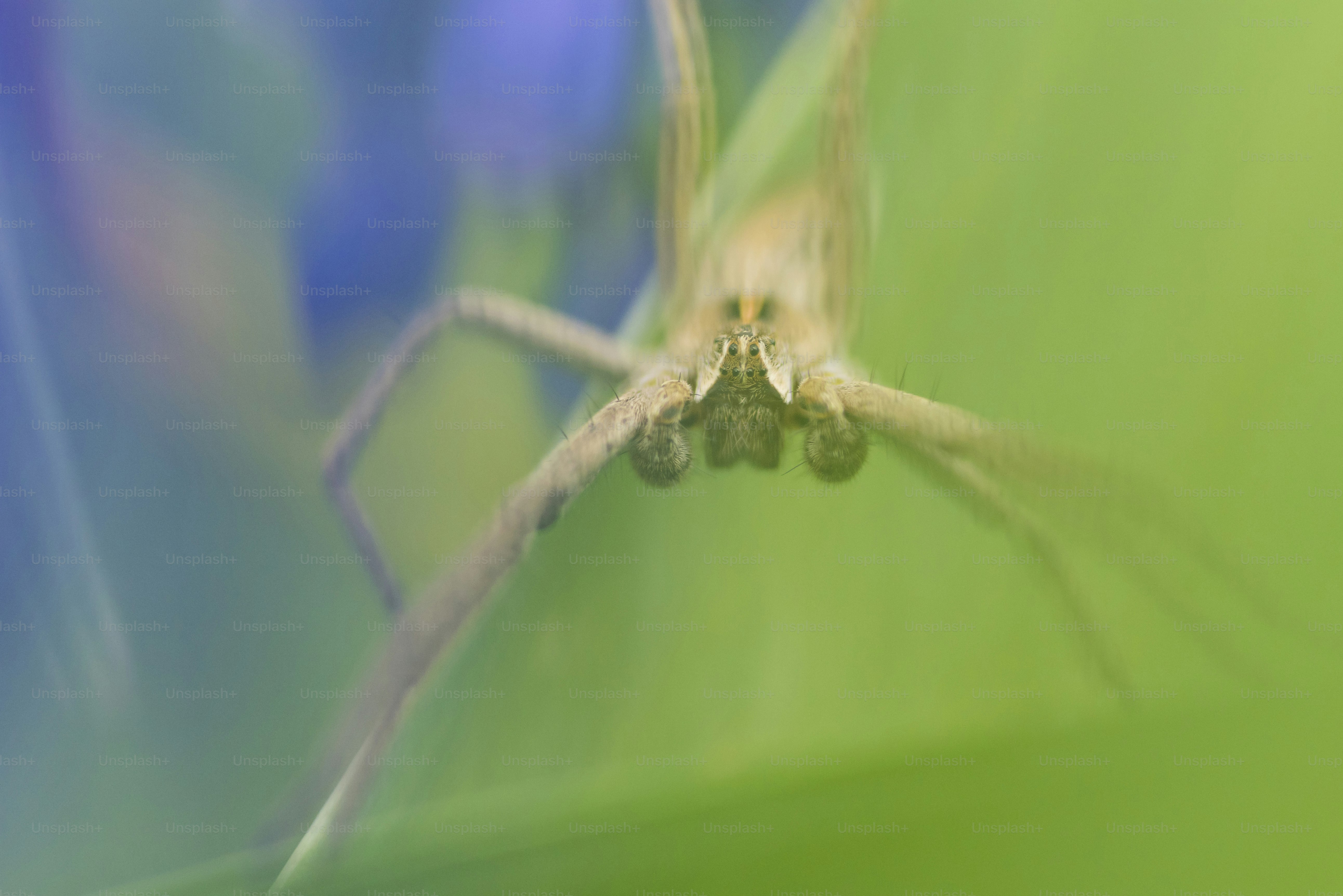 Macro spider on green leaf - Photo on Unsplash+