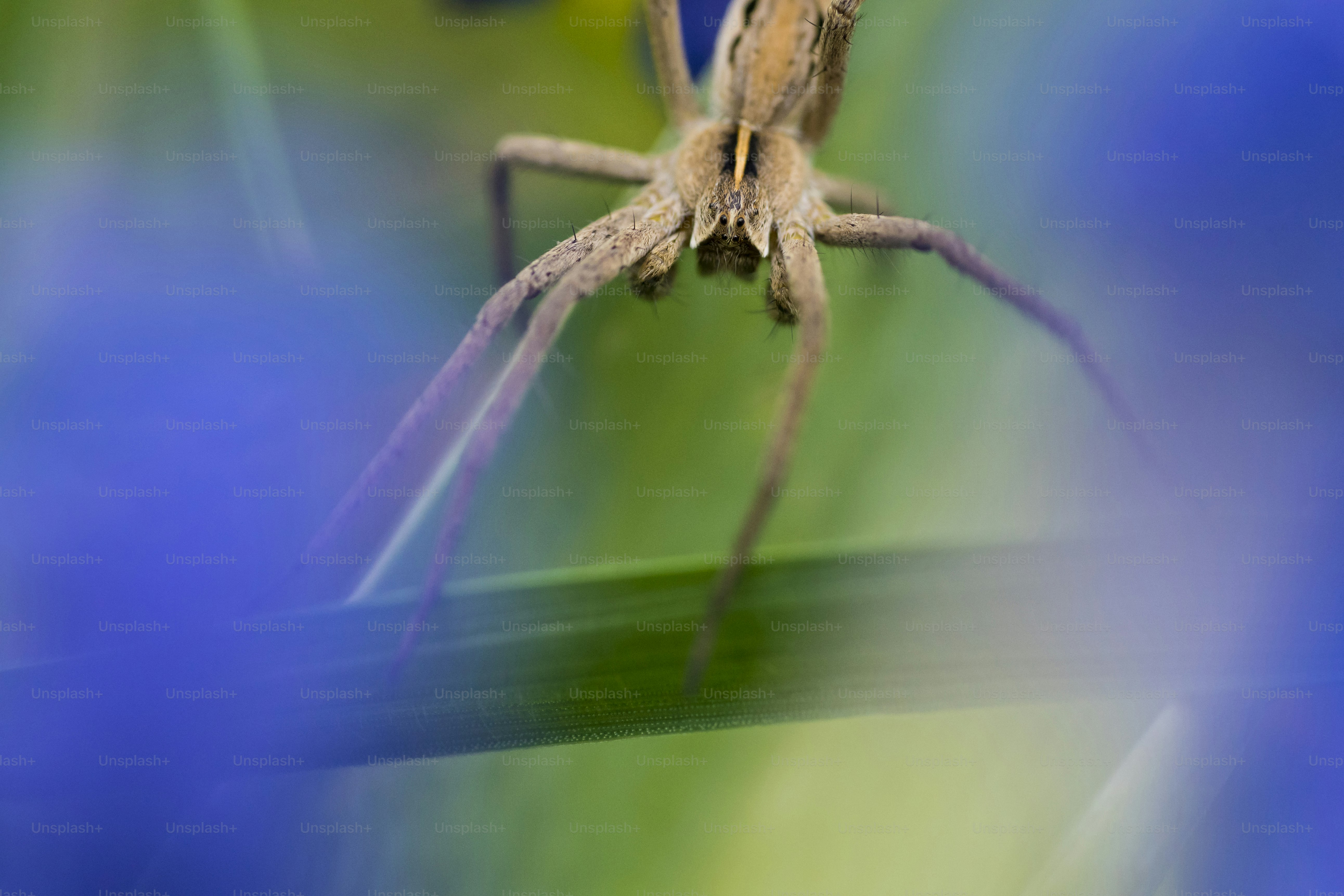Macro spider on green leaf - Photo on Unsplash+