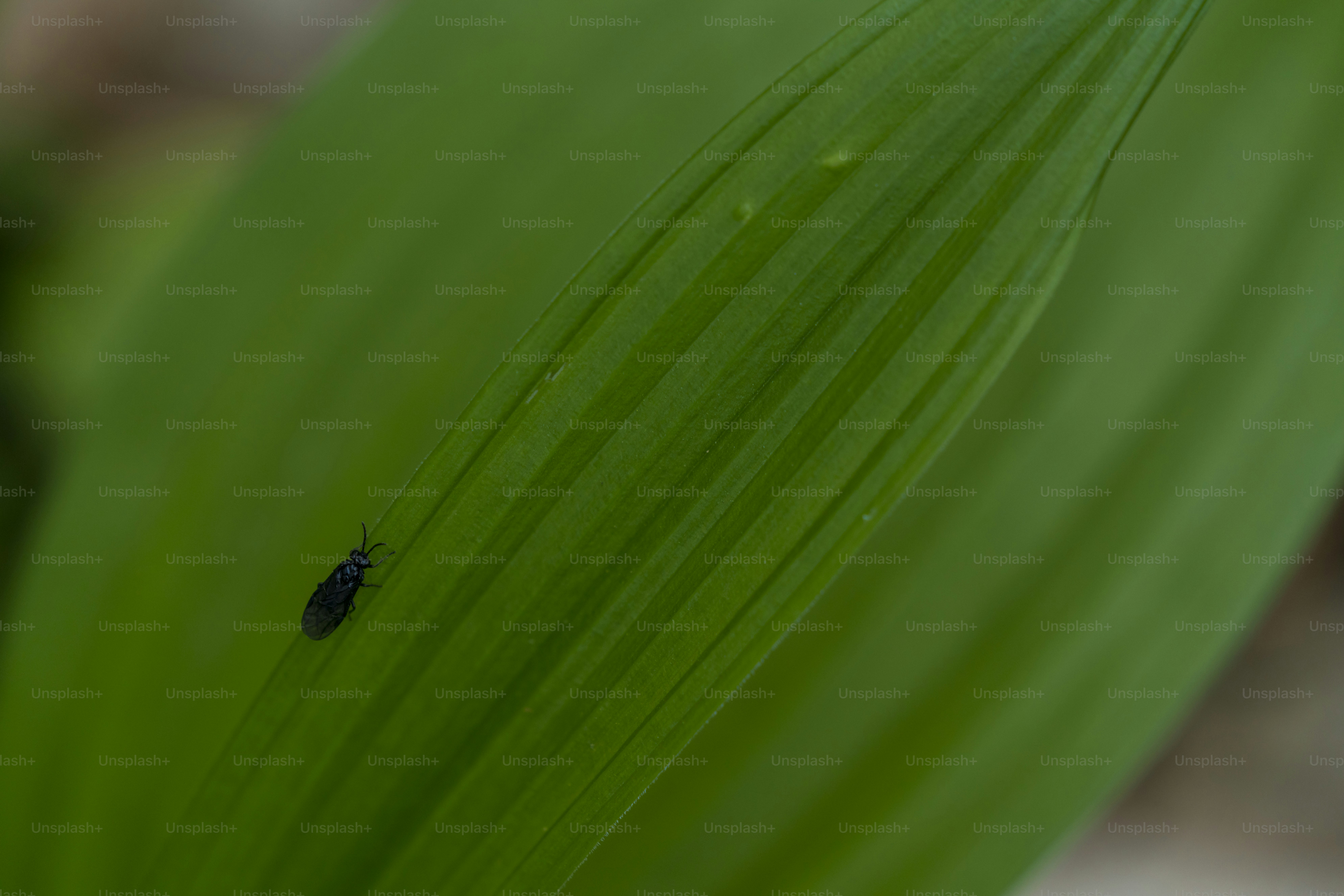 Small black insect on green leaf - Photo on Unsplash+