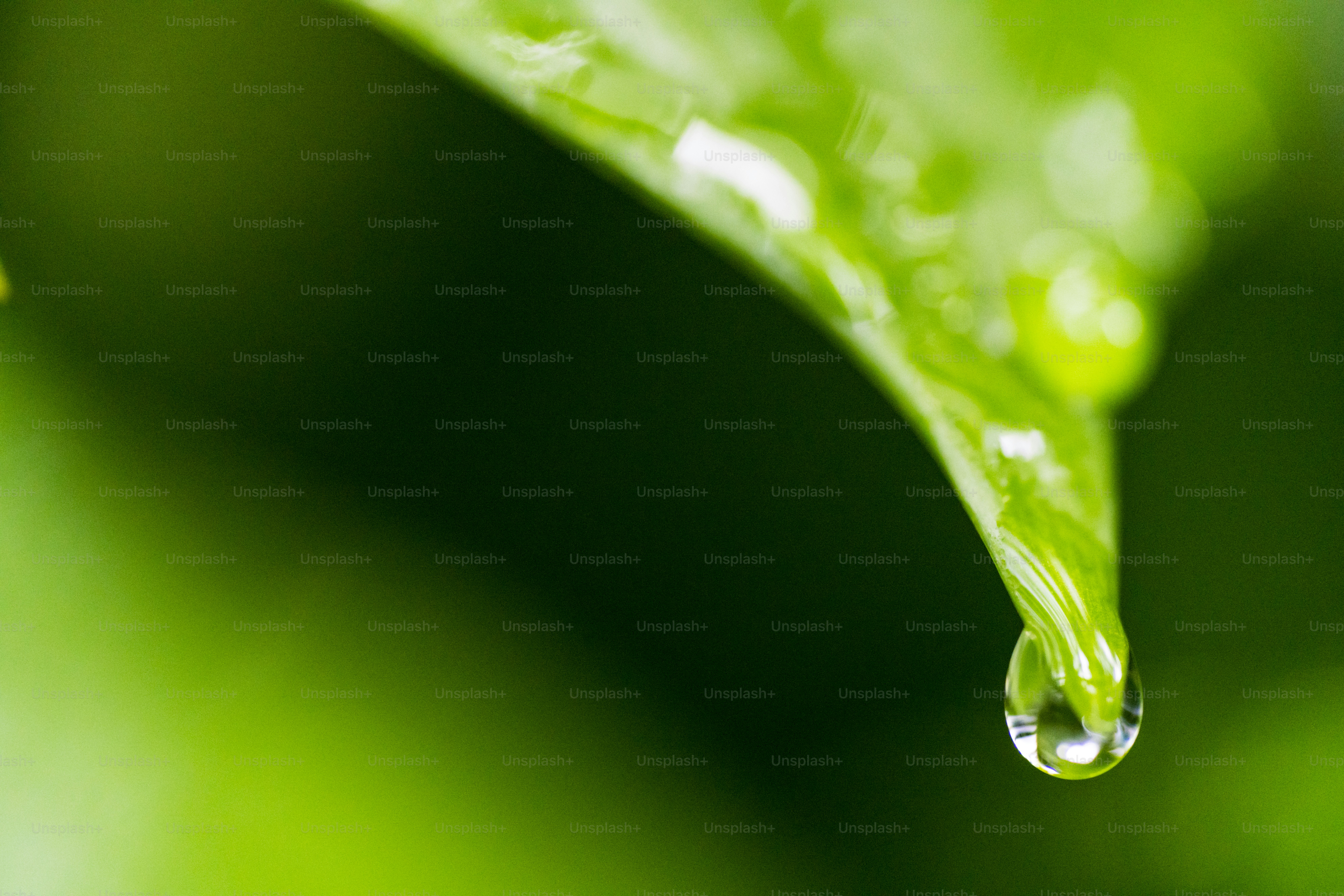 Macro spider on green leaf - Photo on Unsplash+