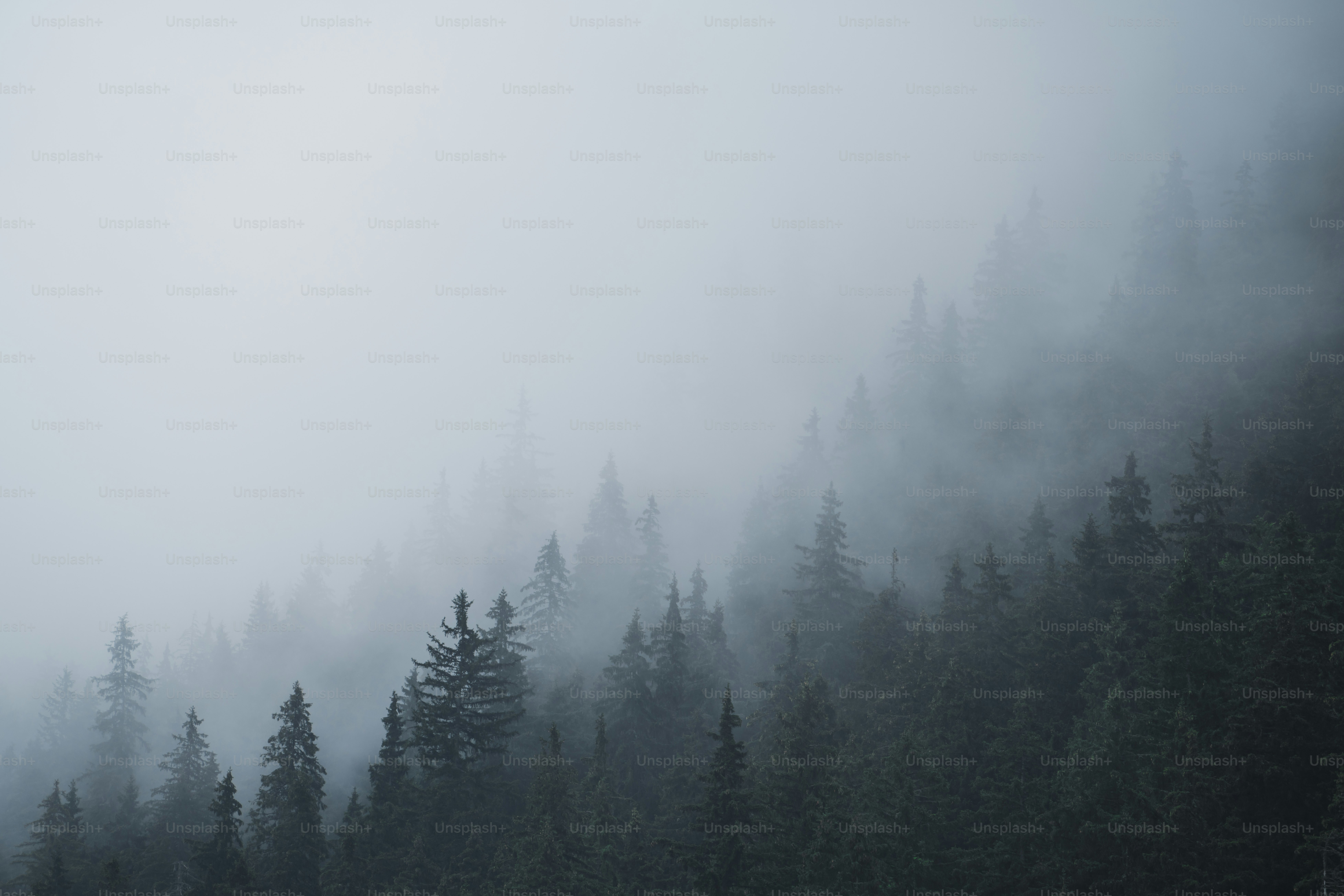 Evergreen forest in thick morning mist - Photo on Unsplash+