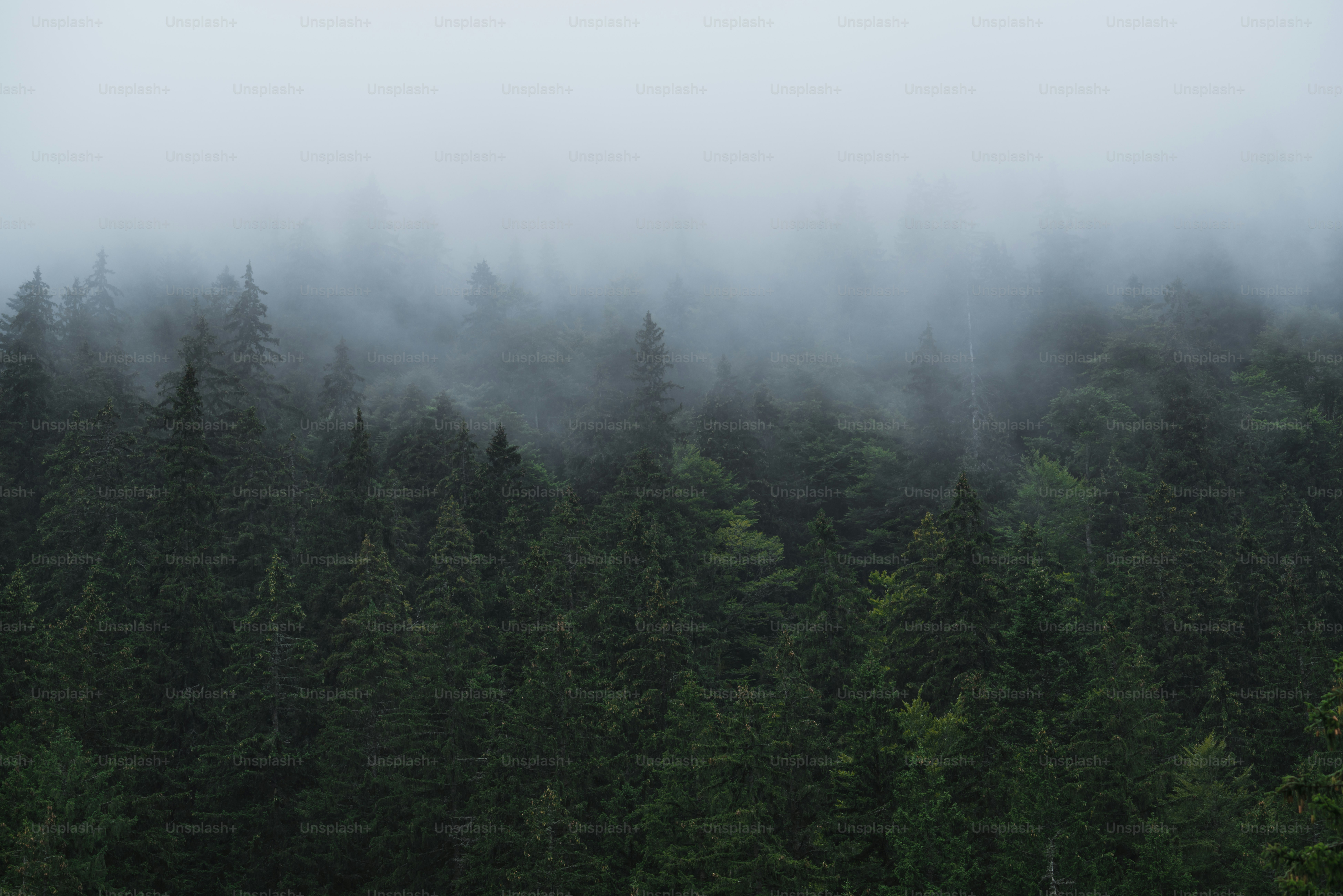 Evergreen forest in thick morning mist - Photo on Unsplash+