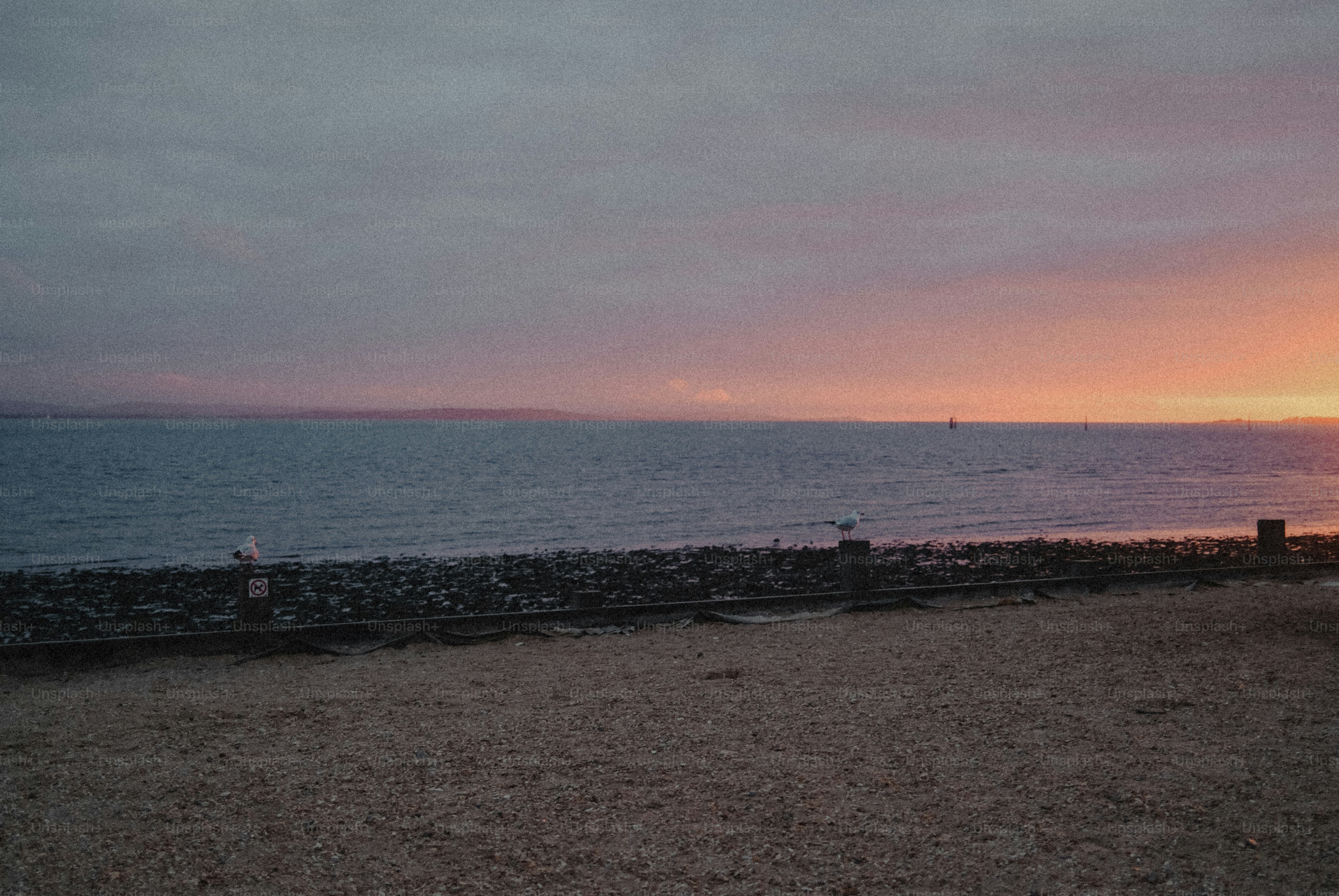 Seagulls perched on wooden posts along a pebbled beach under a warm orange sky