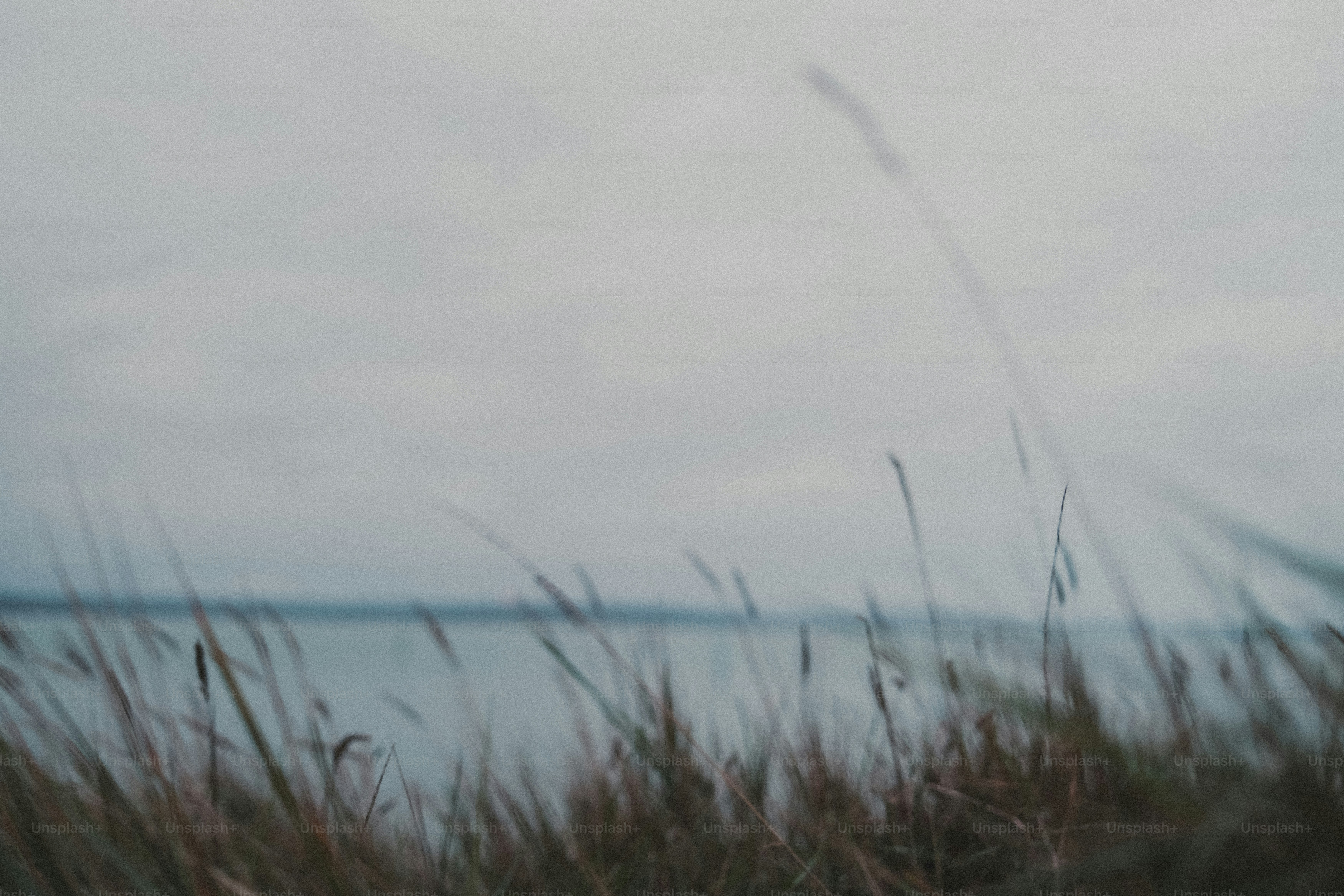 Tall grass in the foreground against a blurred lake and a grey overcast sky