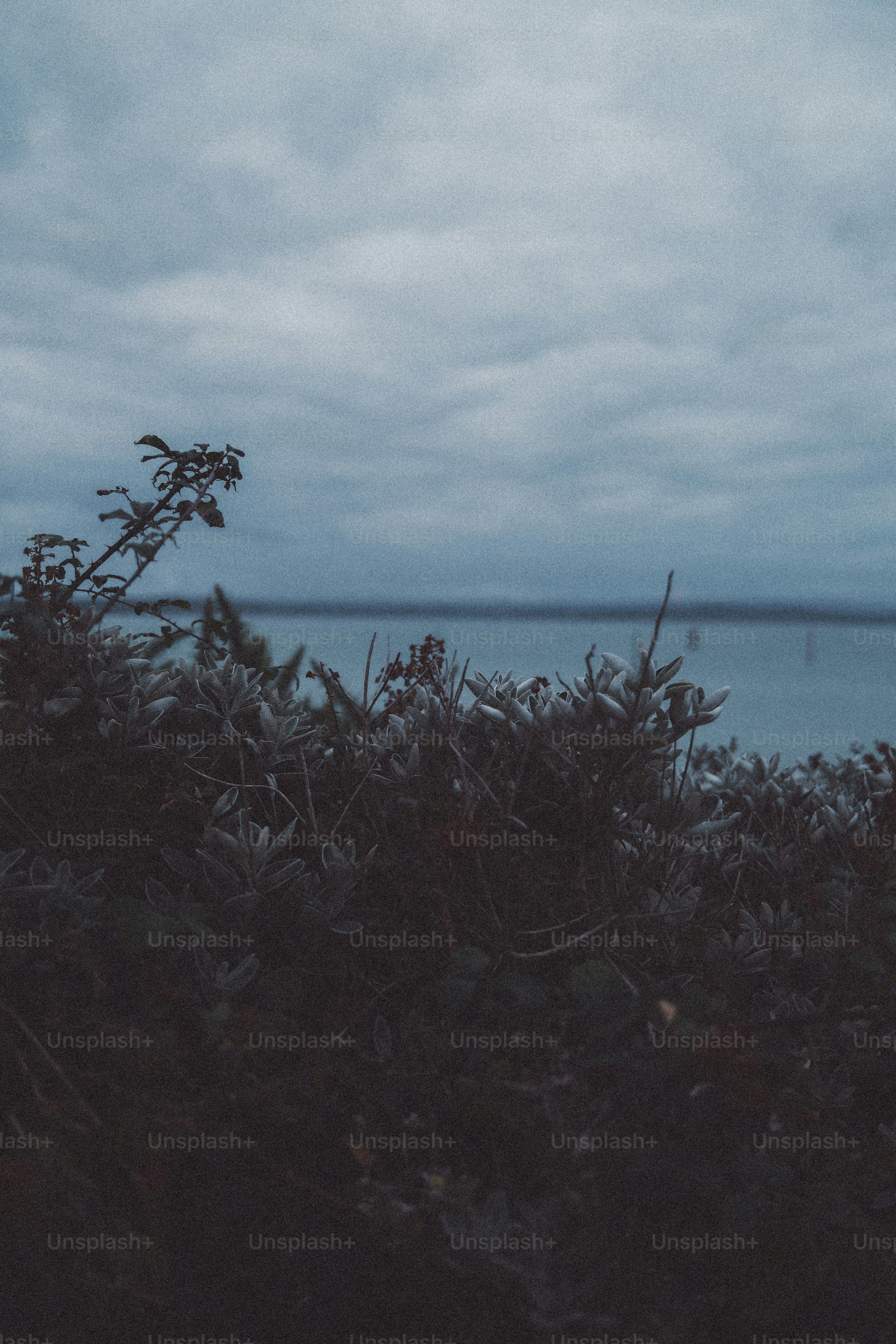 Dense coastal shrubs under a cloudy sky overlooking a calm body of water