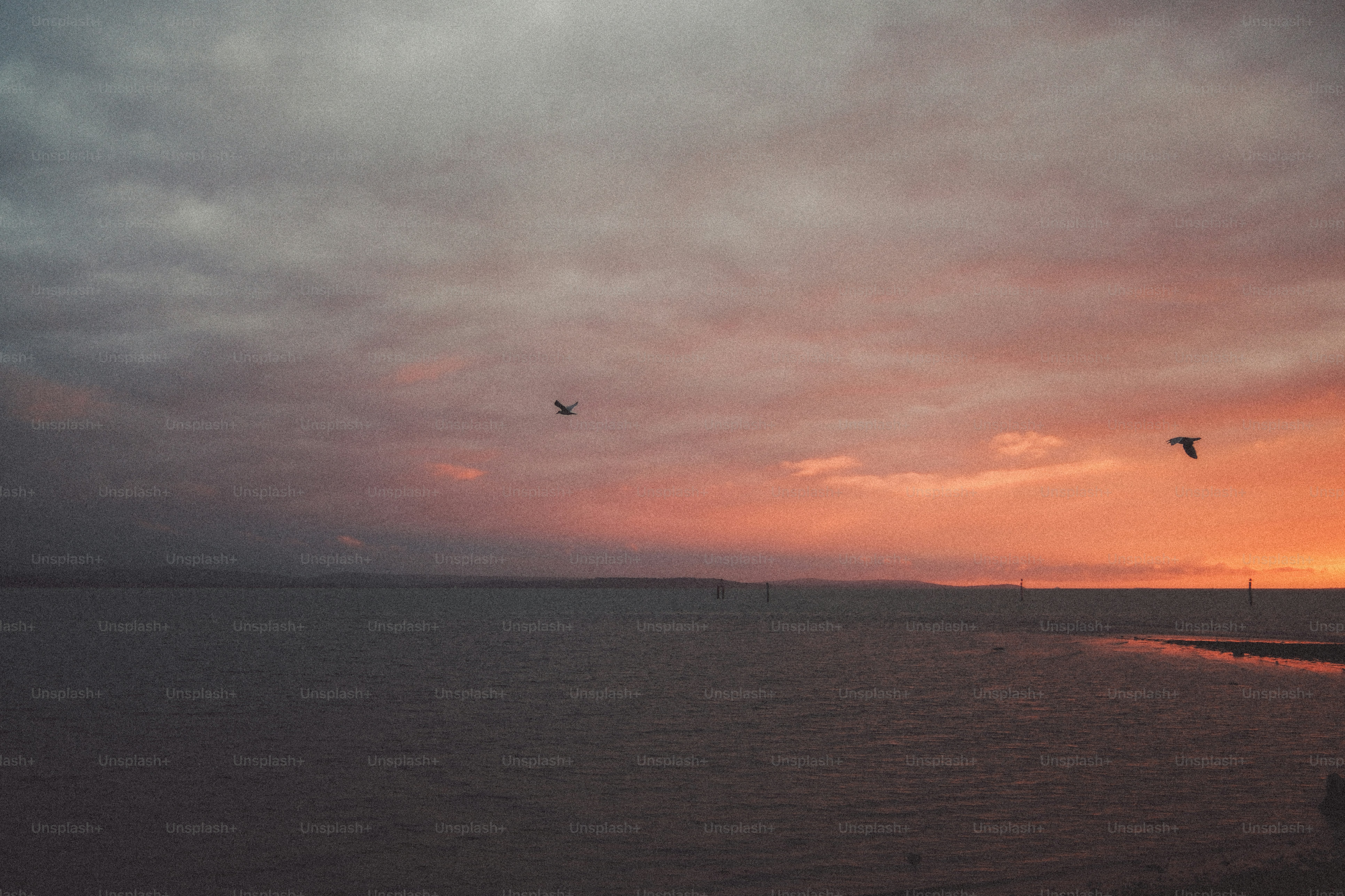 Two birds flying over a calm sea under a warm orange and grey sky