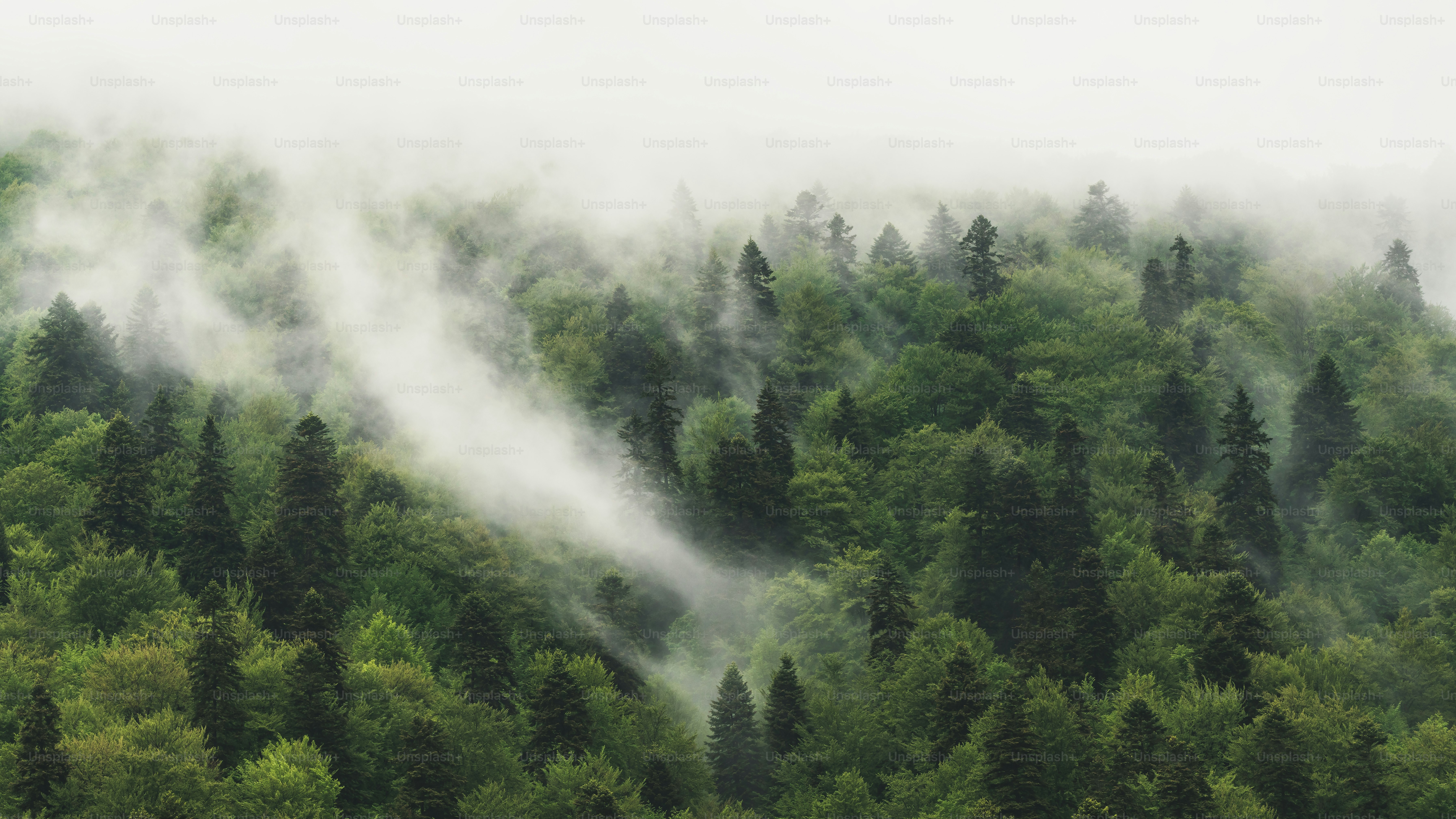 Evergreen forest in thick morning mist - Photo on Unsplash+
