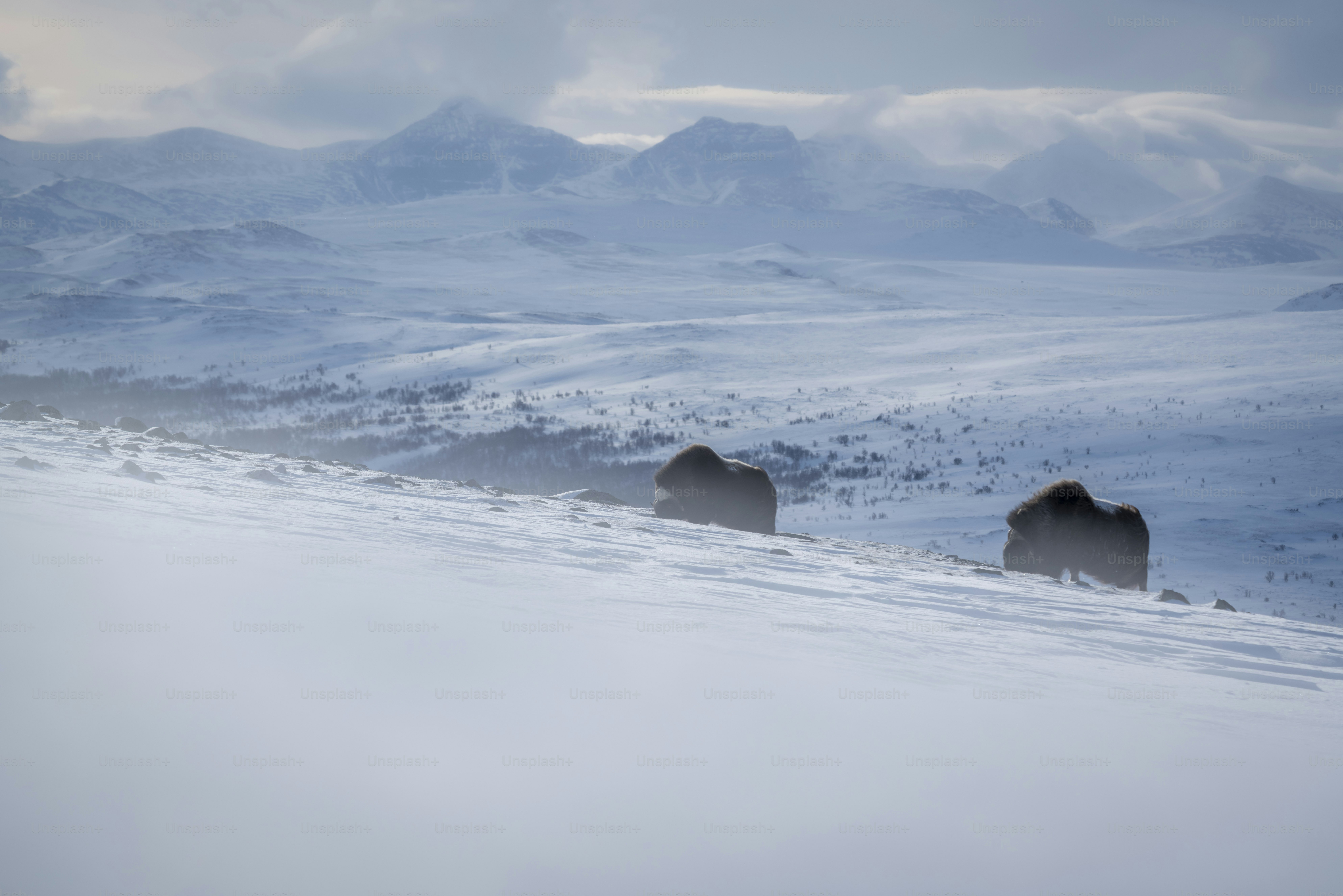 Muskoxen on snowy mountain landscape - Photo on Unsplash+