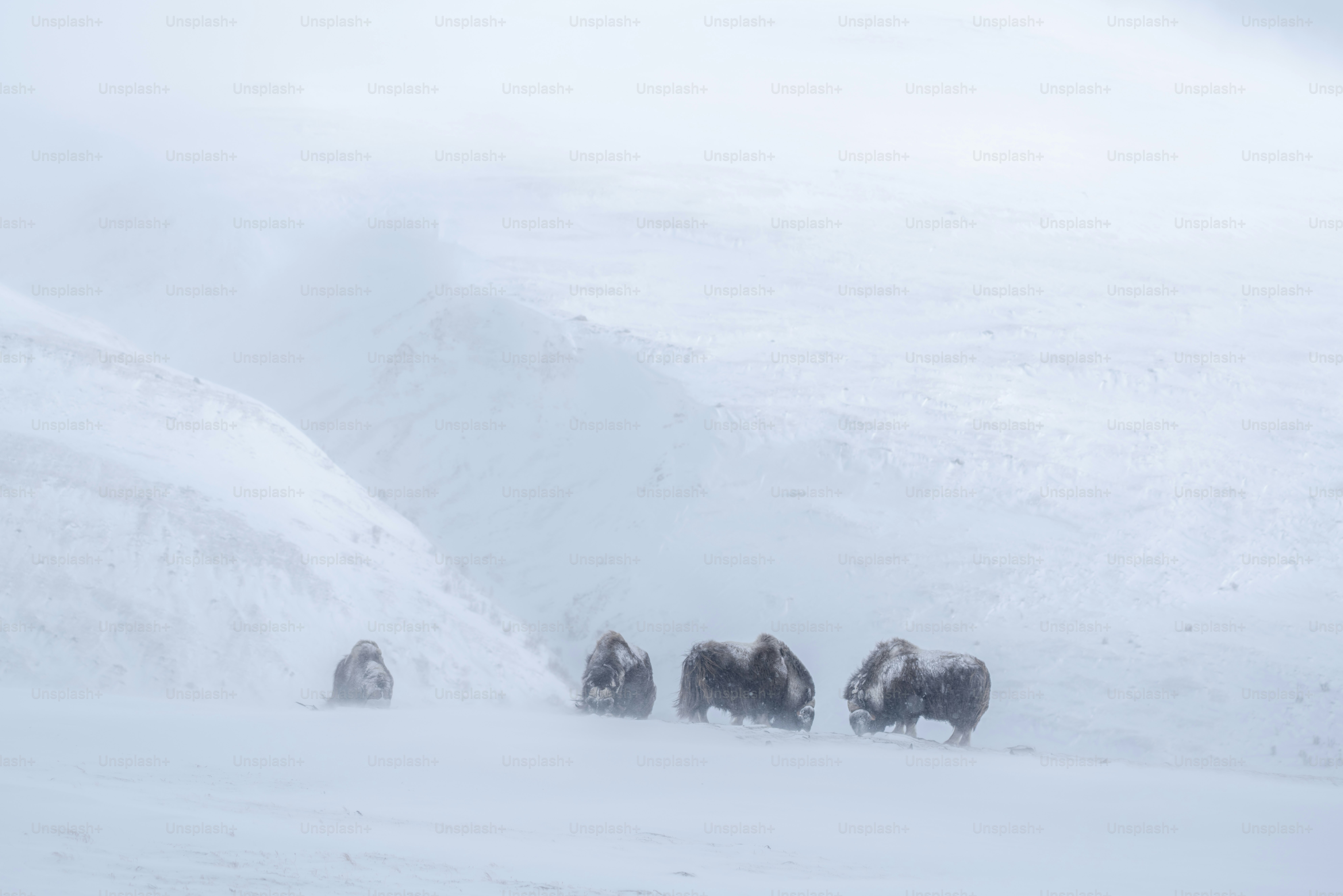 Muskoxen foraging in snowy blizzard - Photo on Unsplash+