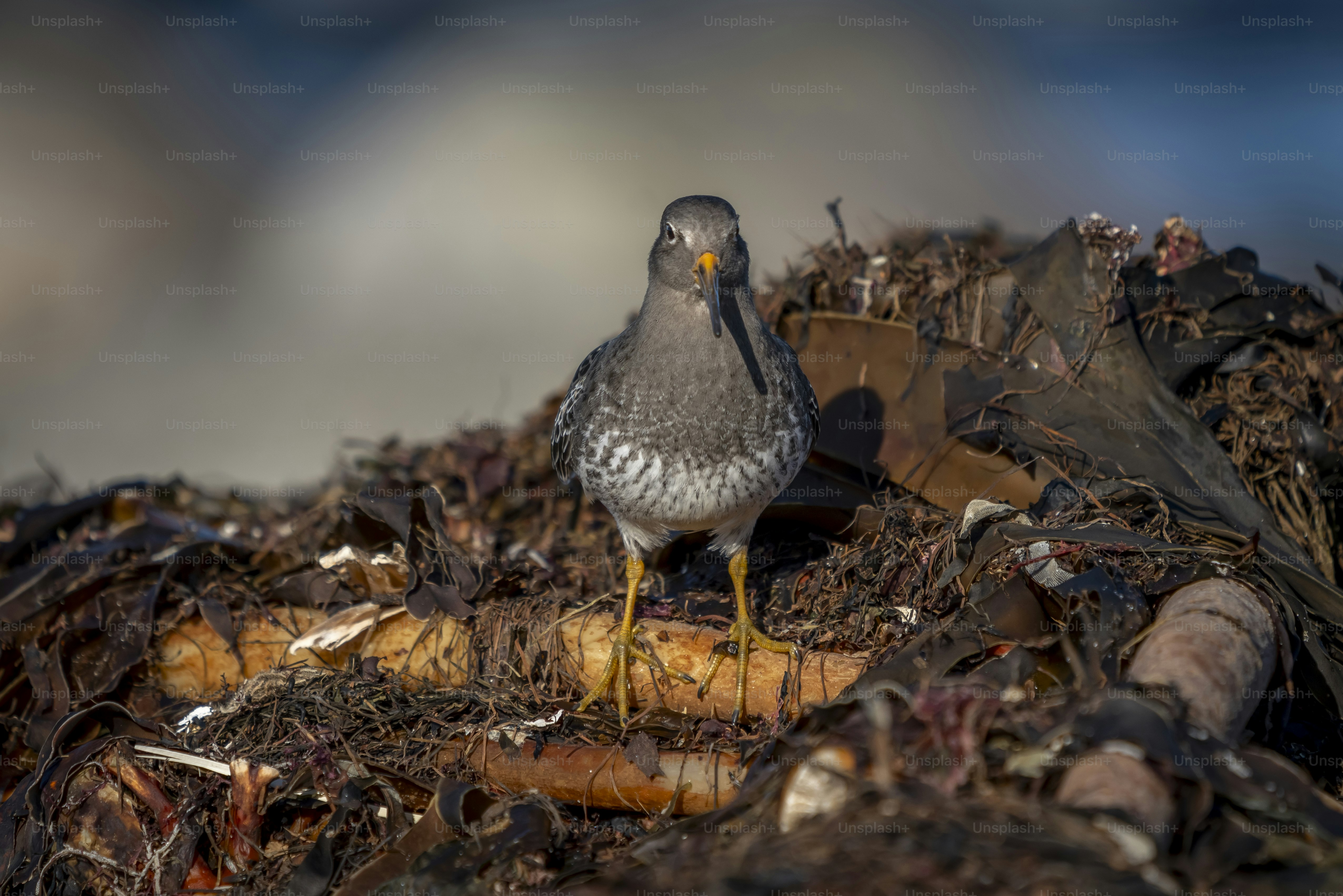 Purple sandpiper on seaweed in Ålesund - Photo on Unsplash+