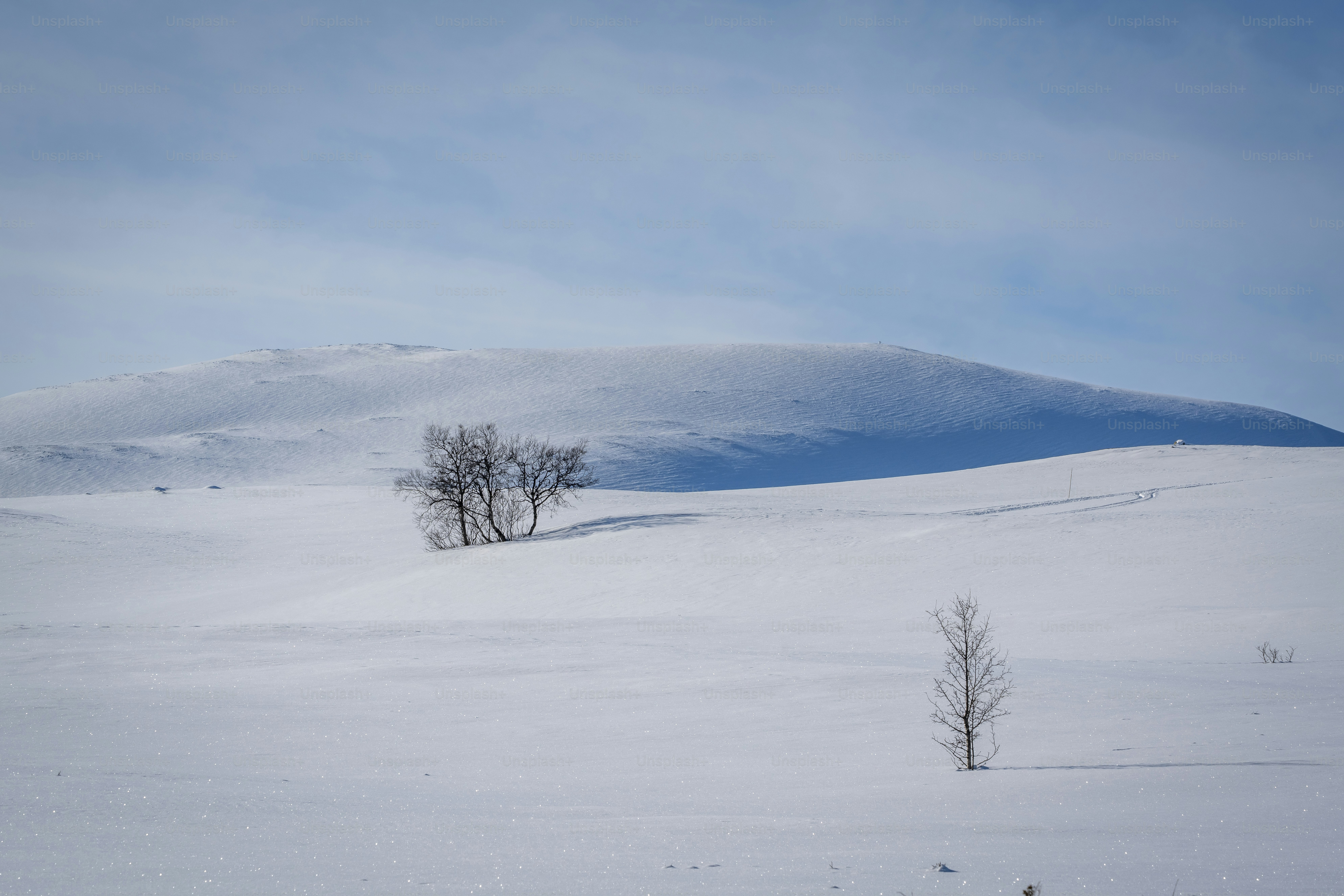 Bare trees on snowy landscape - Photo on Unsplash+