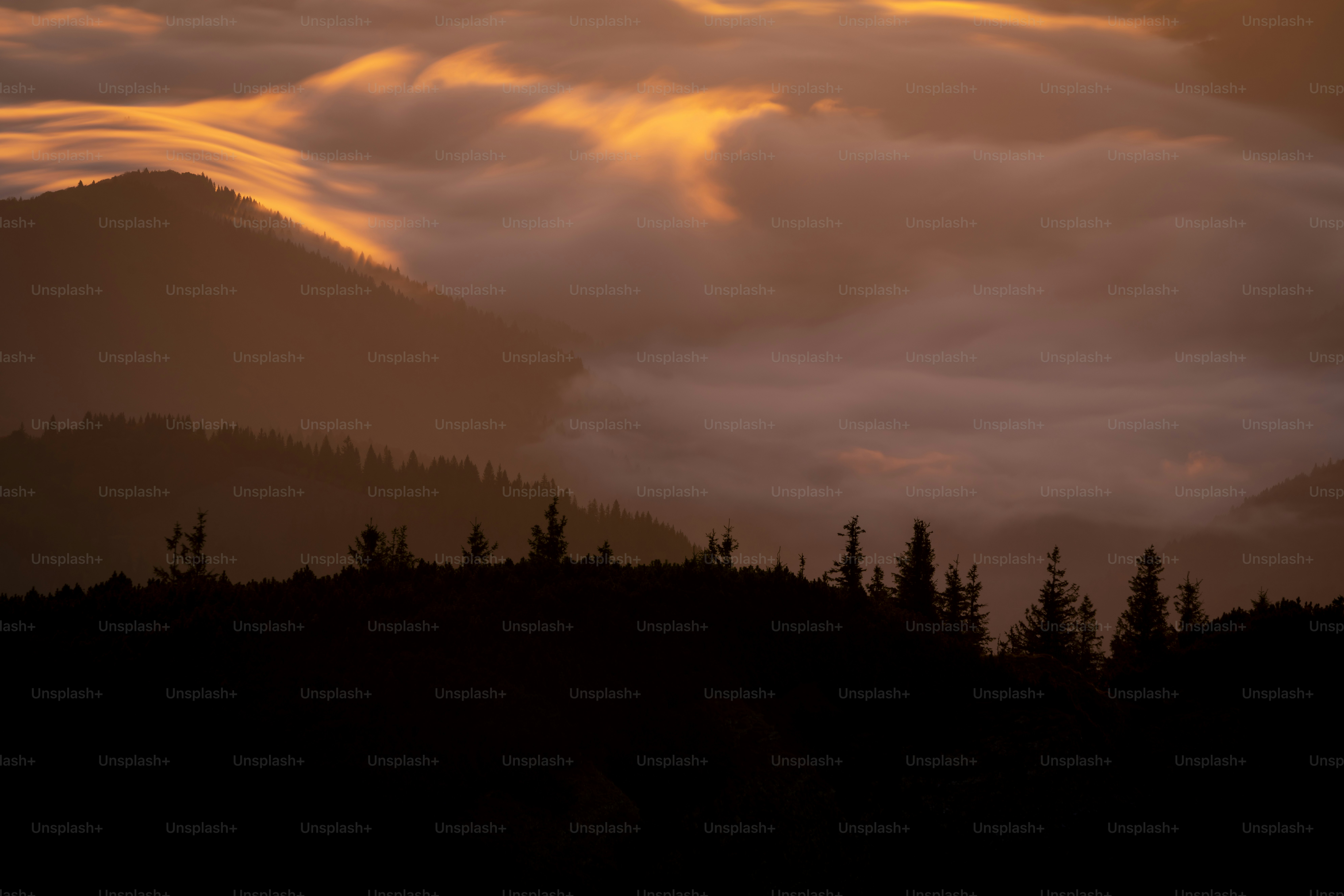 Silhouetted pine trees on mountain ridge - Photo on Unsplash+