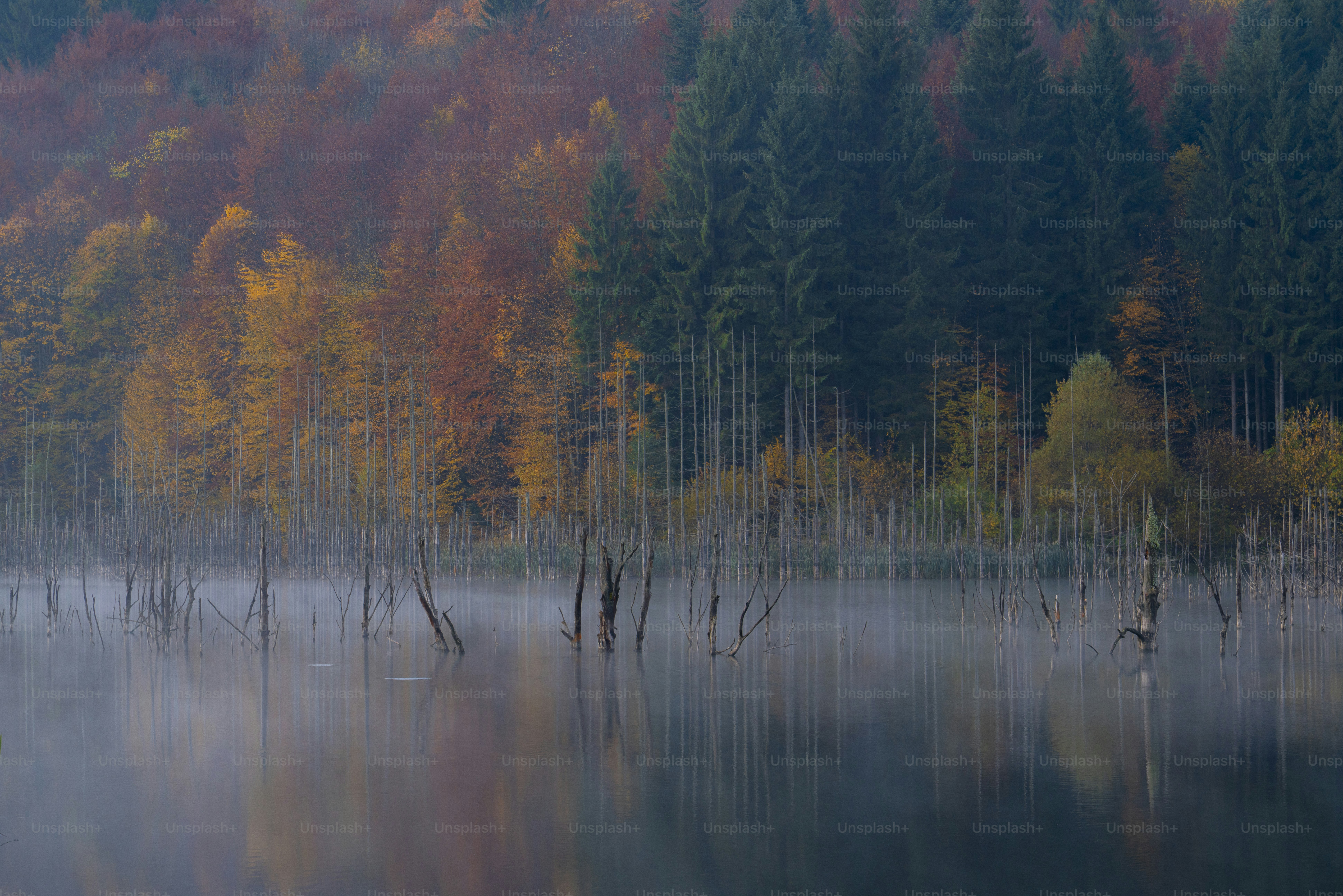 Dead trees in misty autumn lake - Photo on Unsplash+