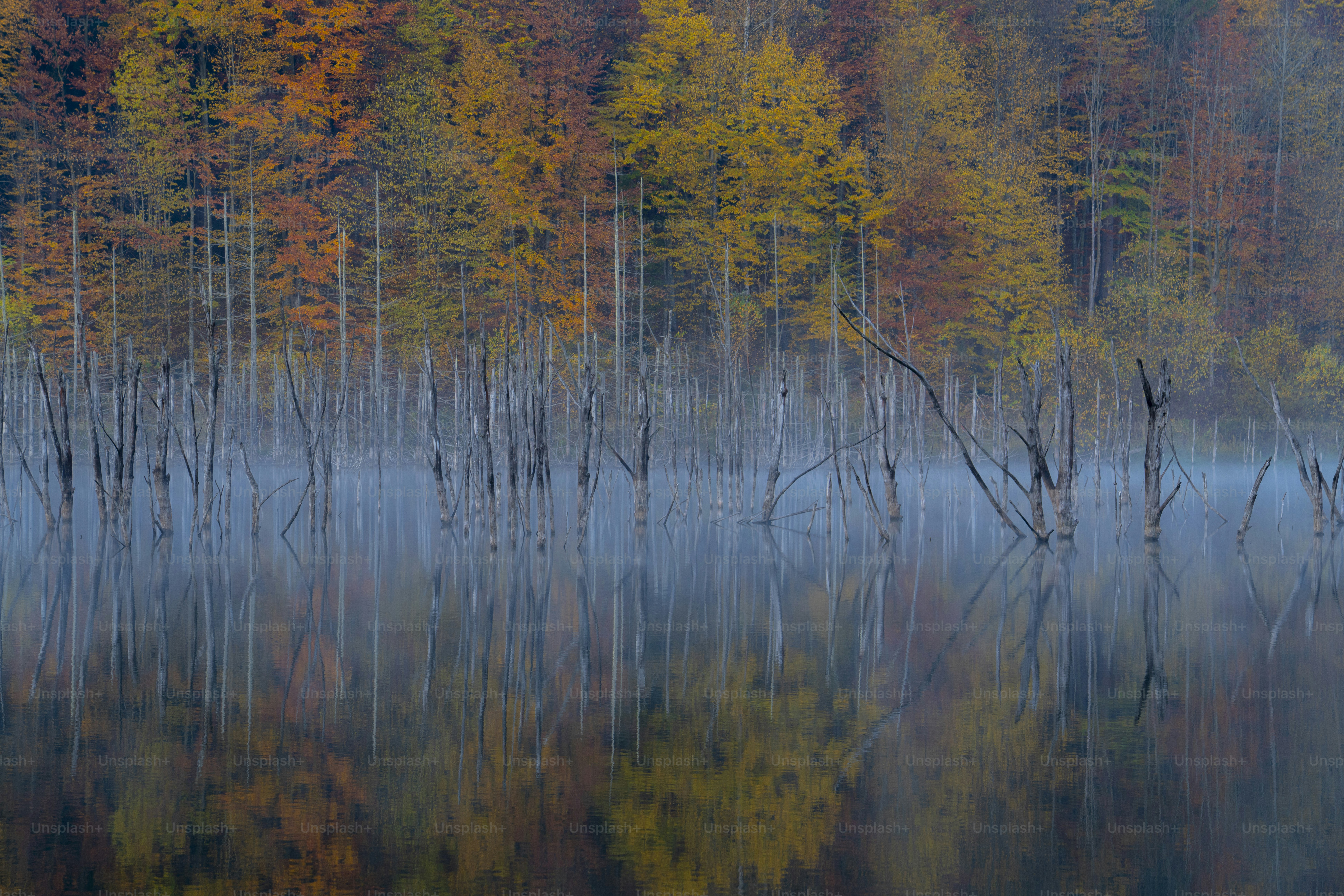 Dead trees in misty autumn lake - Photo on Unsplash+