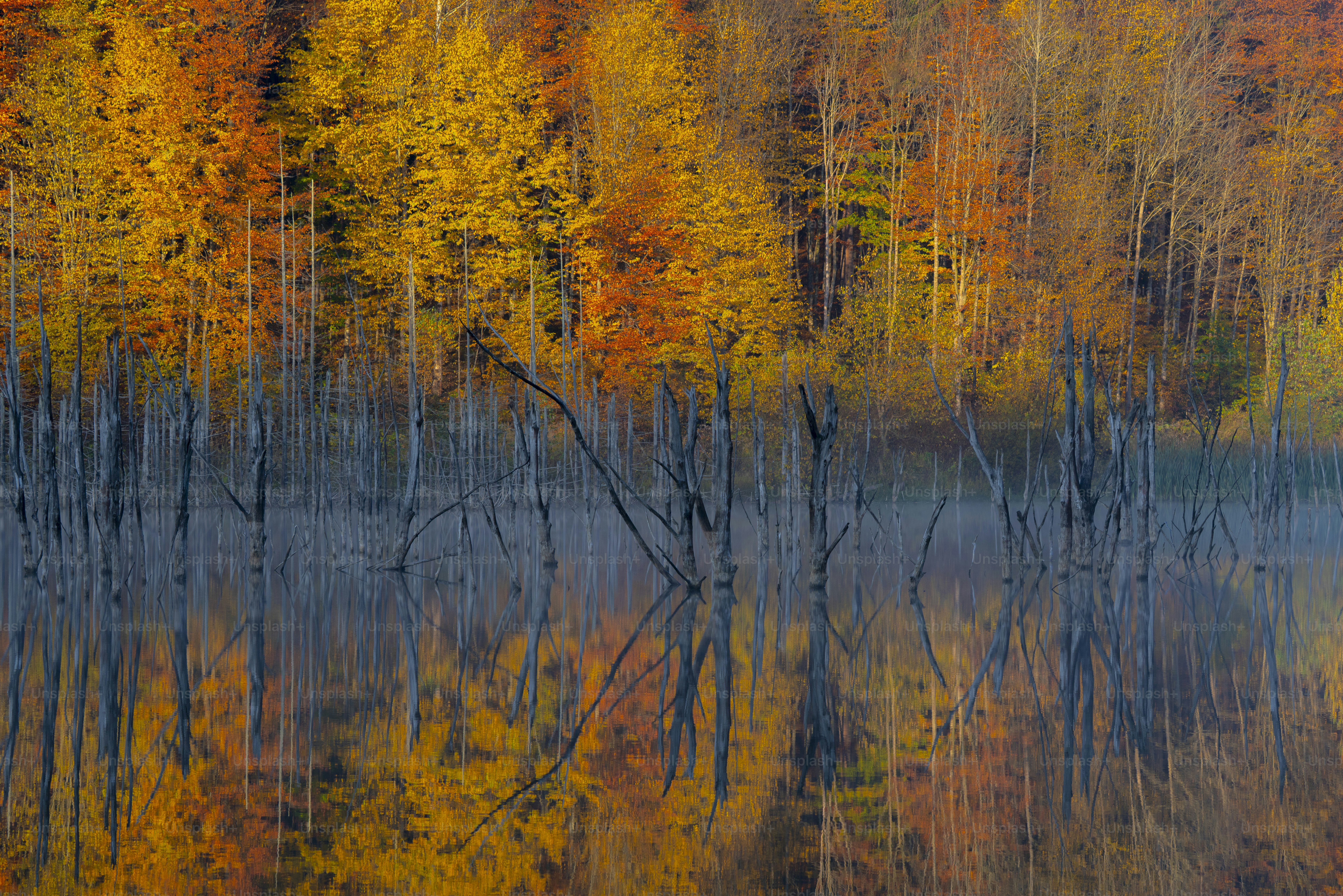 Dead trees in misty autumn lake - Photo on Unsplash+